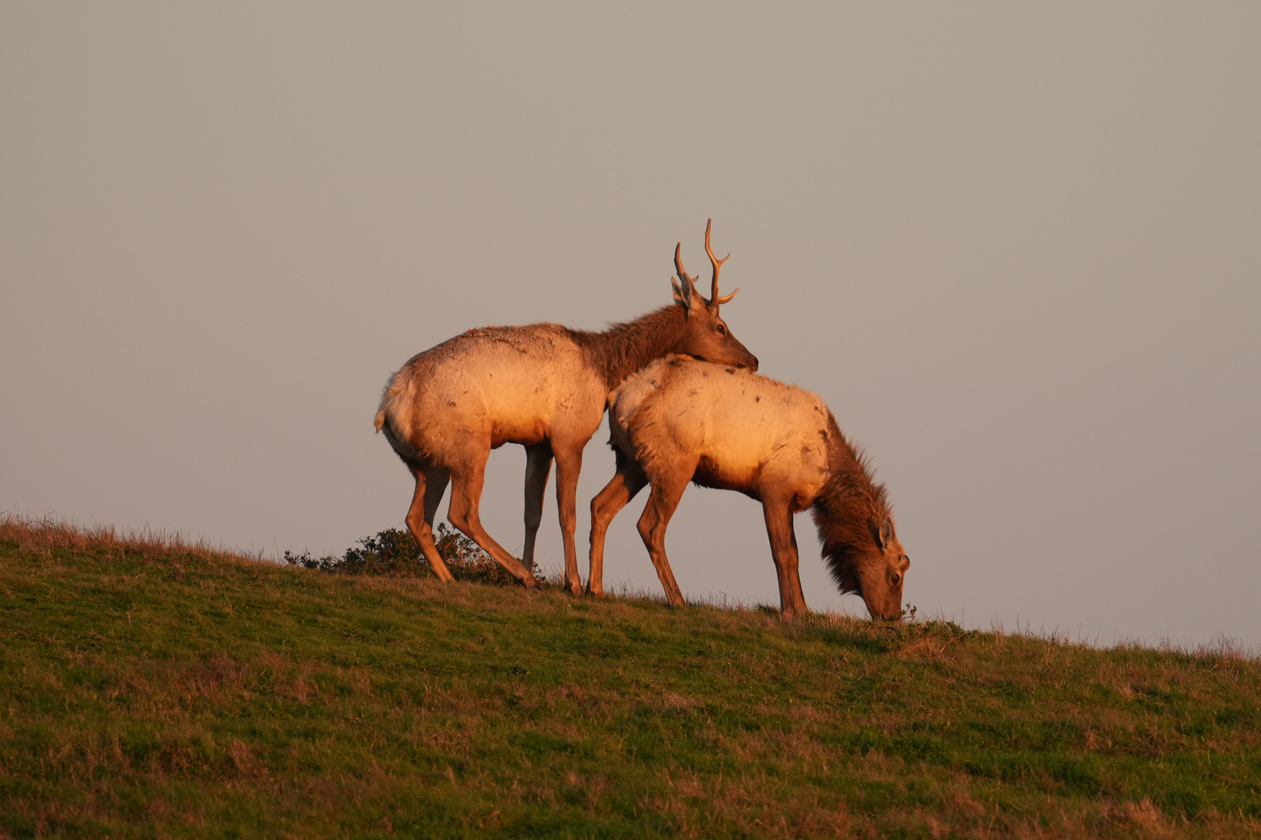 Point Reyes National Seashore - Historic Ranches