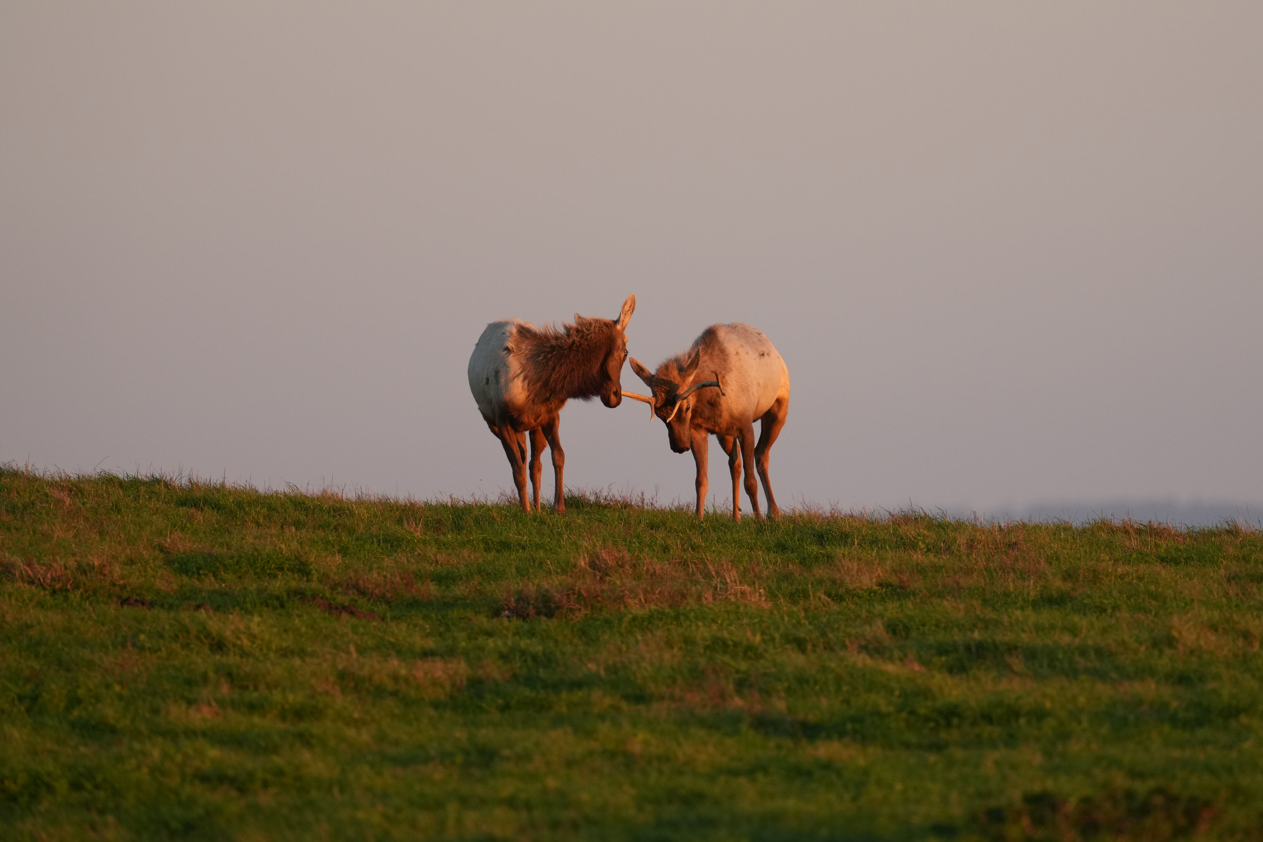 Point Reyes National Seashore - Historic Ranches
