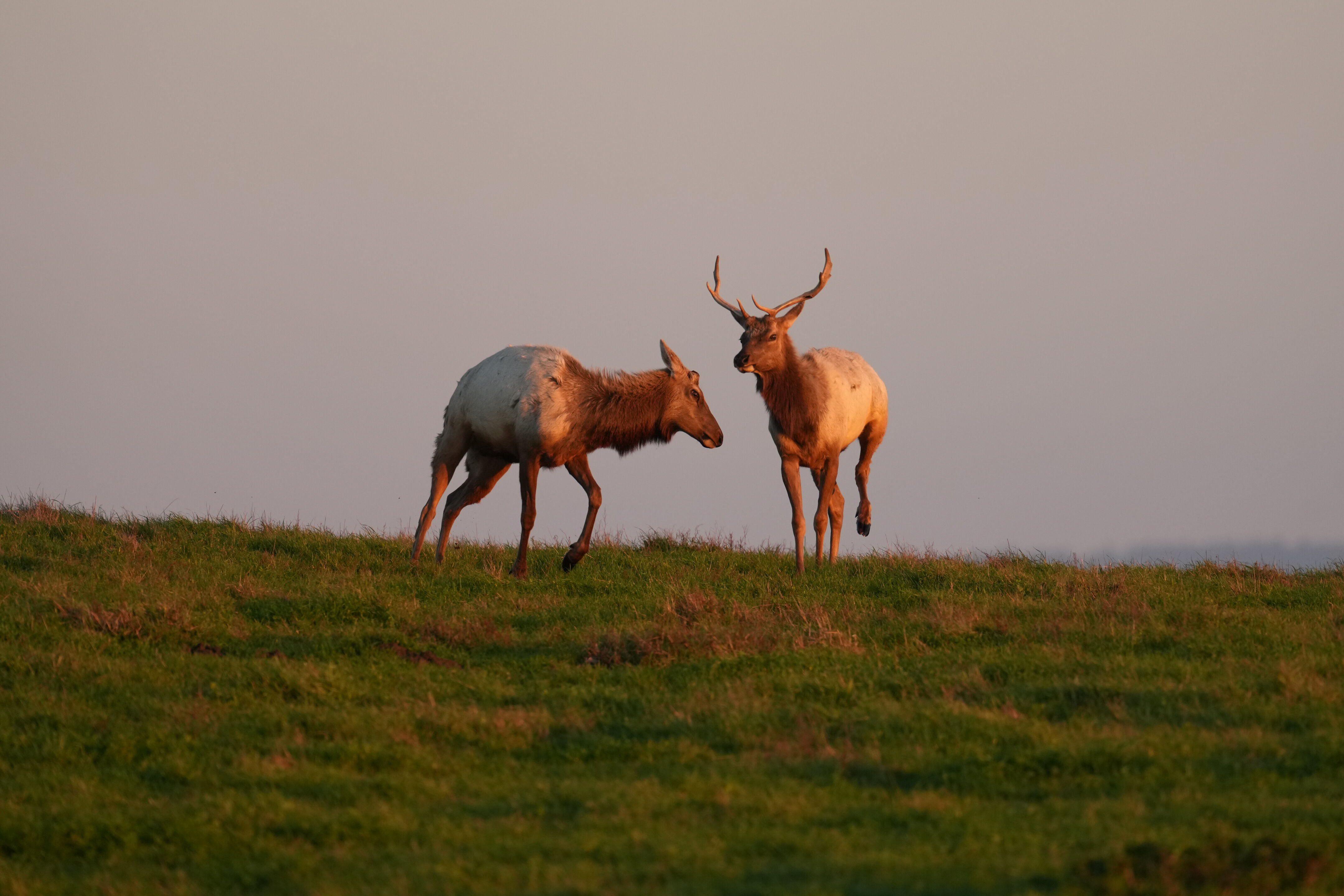 Point Reyes National Seashore - Historic Ranches