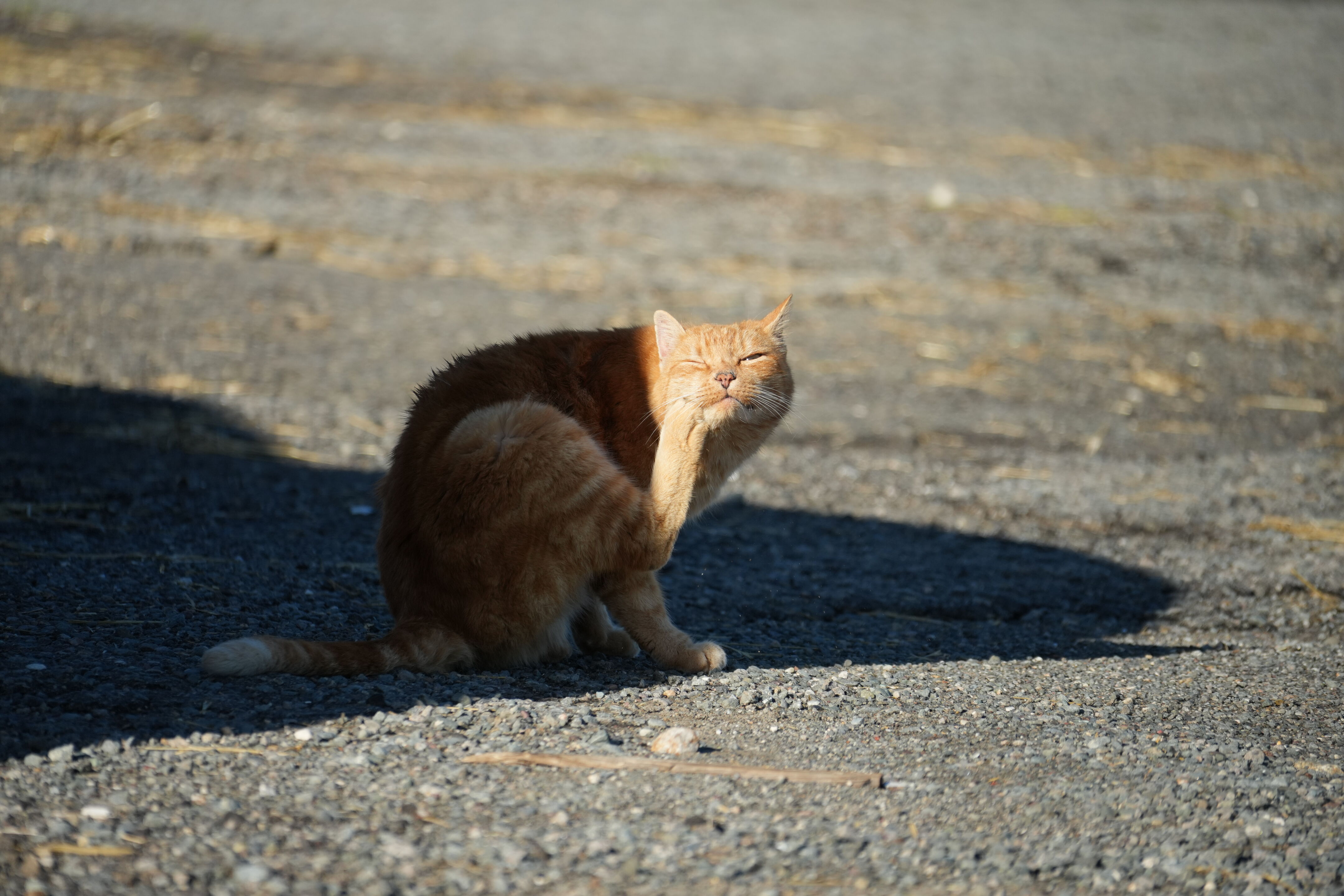 Point Reyes National Seashore - Historic Ranches