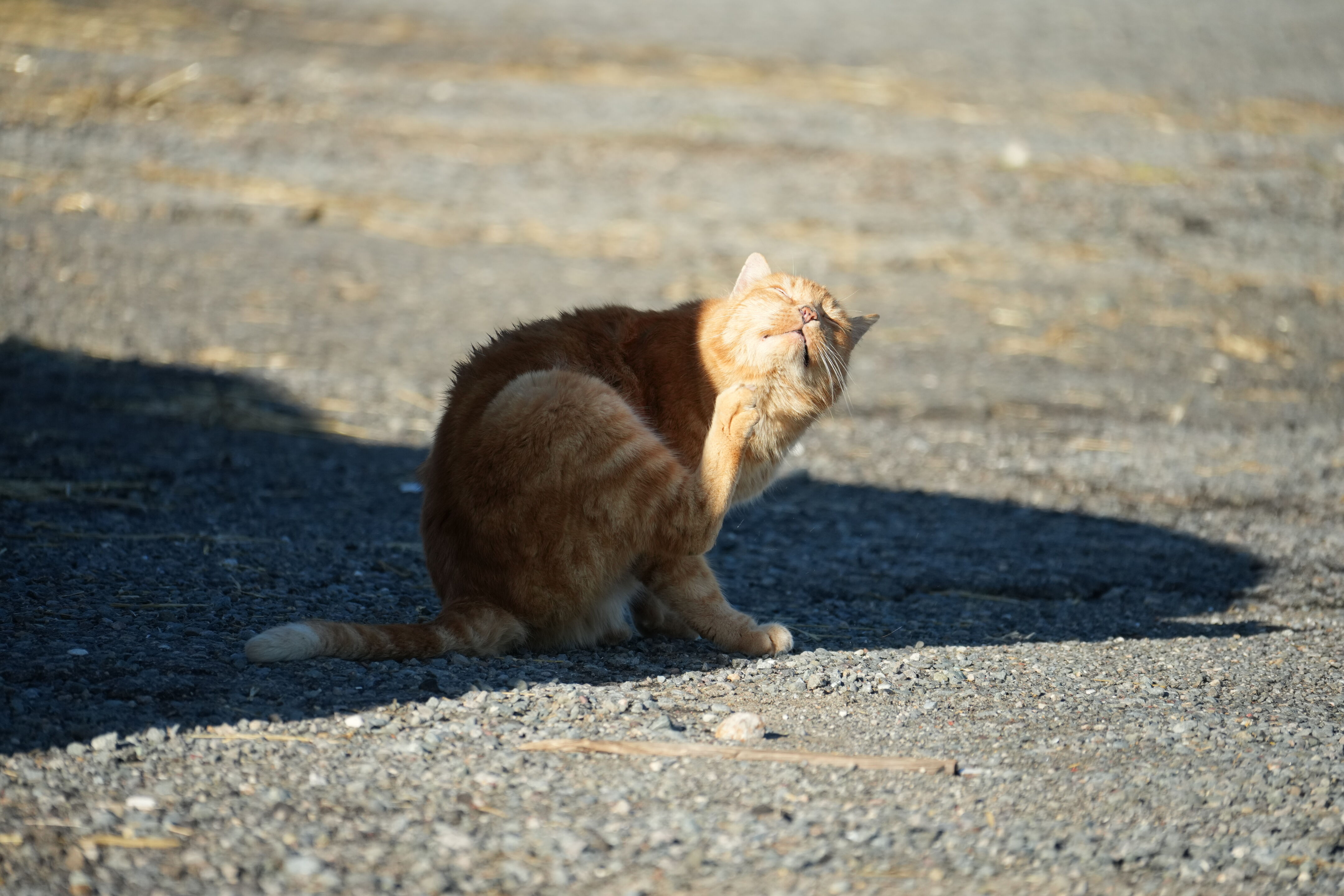 Point Reyes National Seashore - Historic Ranches