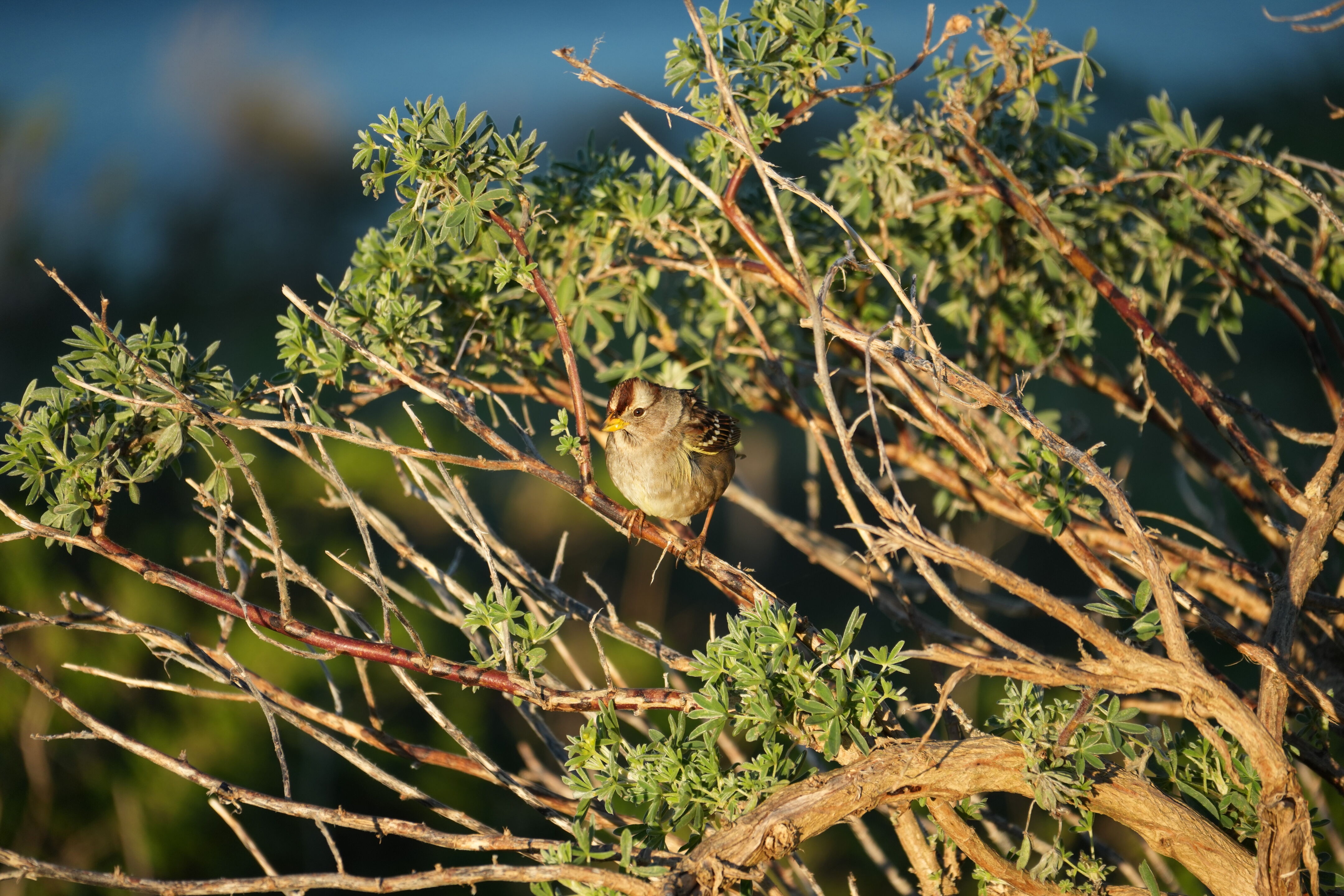 Point Reyes National Seashore - Tomales Point Trail