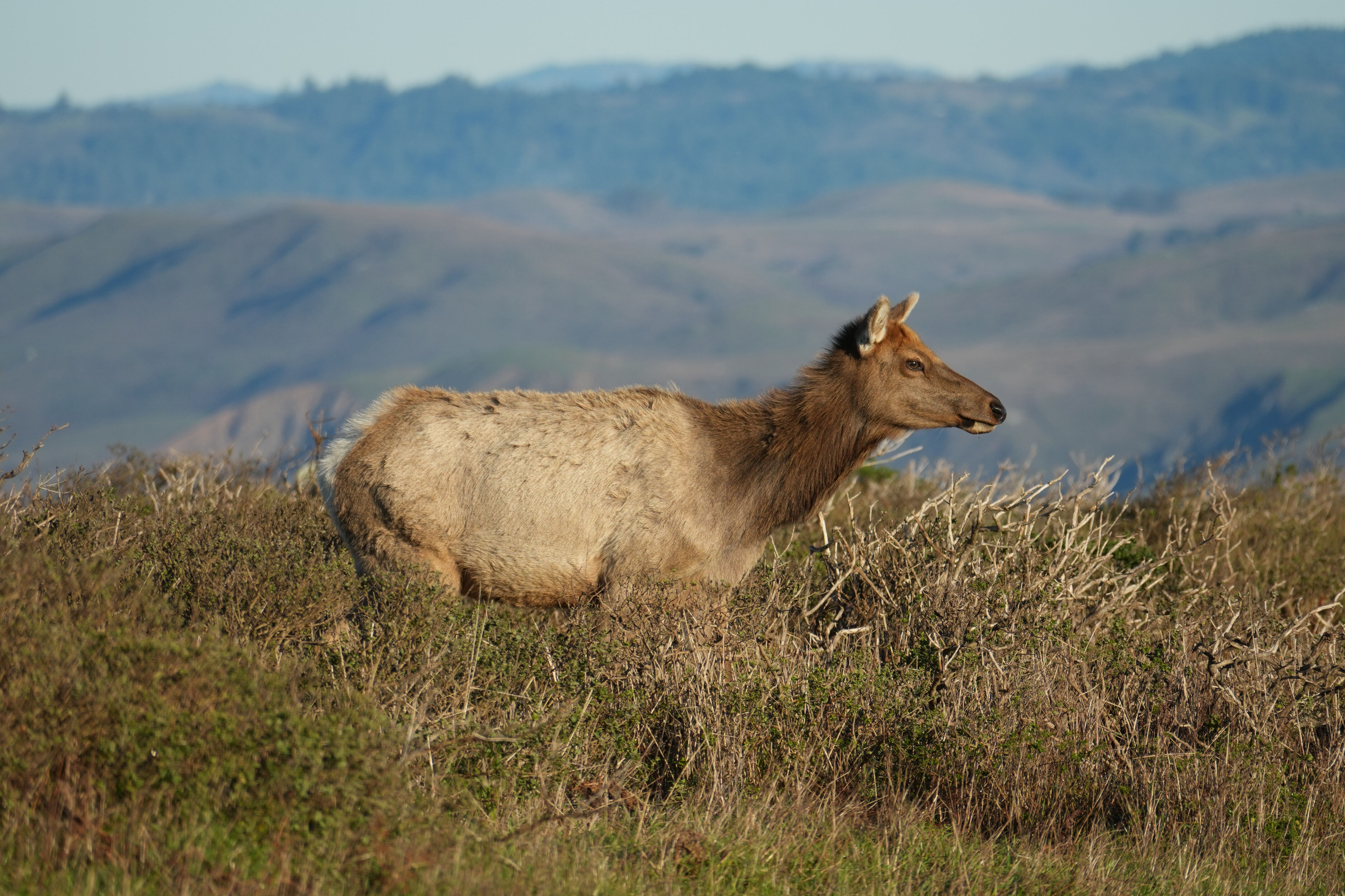 Point Reyes National Seashore - Tomales Point Trail