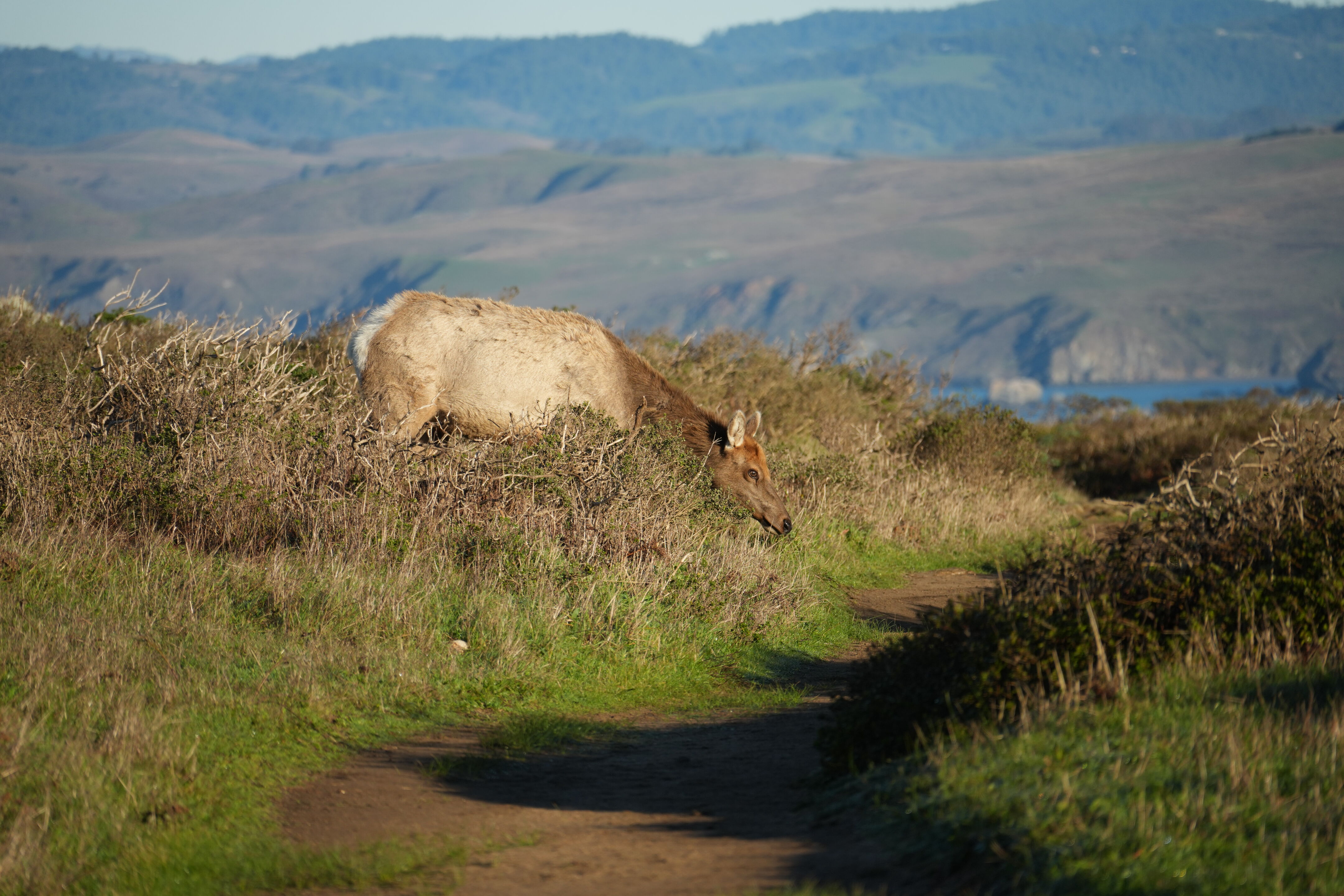 Point Reyes National Seashore - Tomales Point Trail