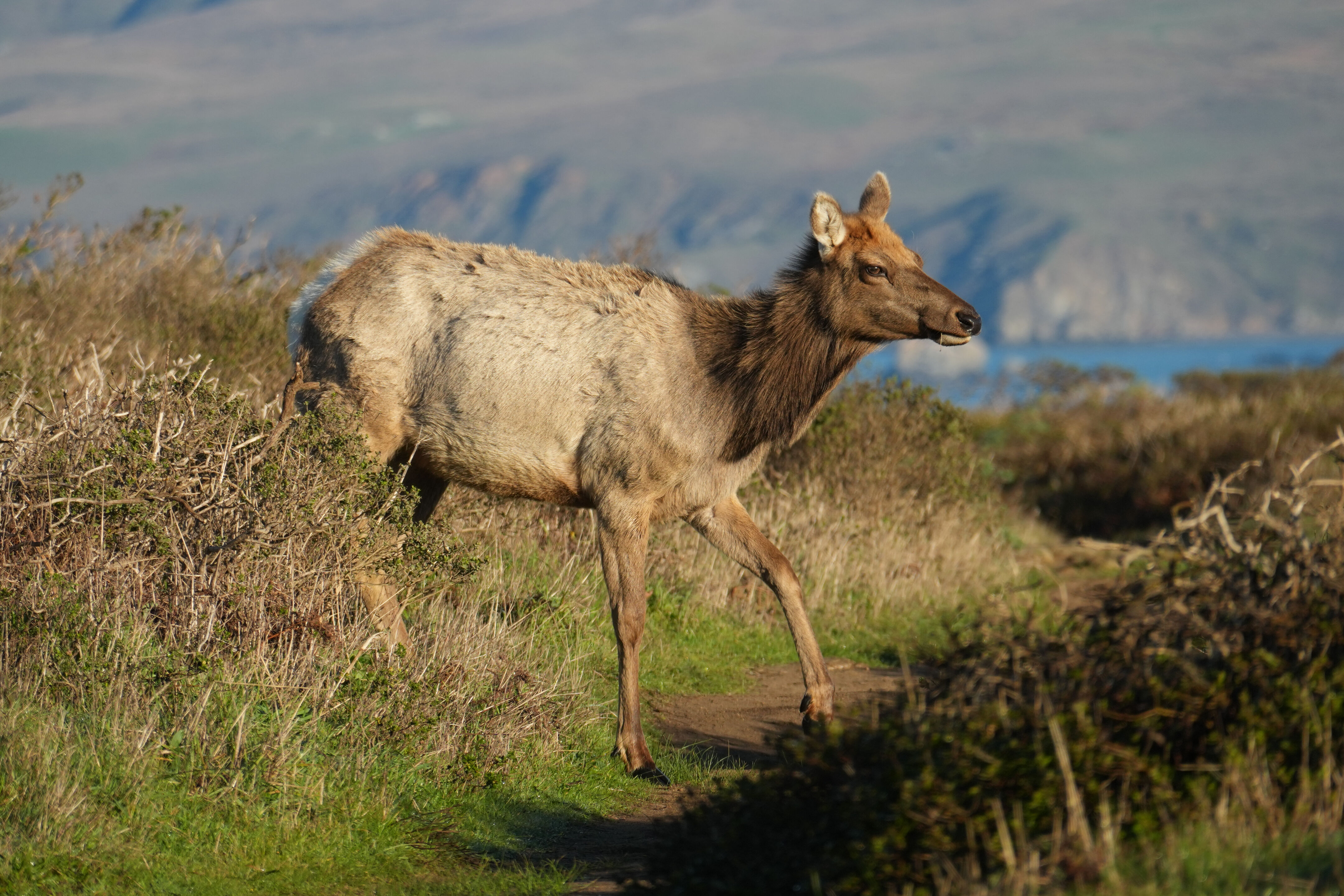 Point Reyes National Seashore - Tomales Point Trail