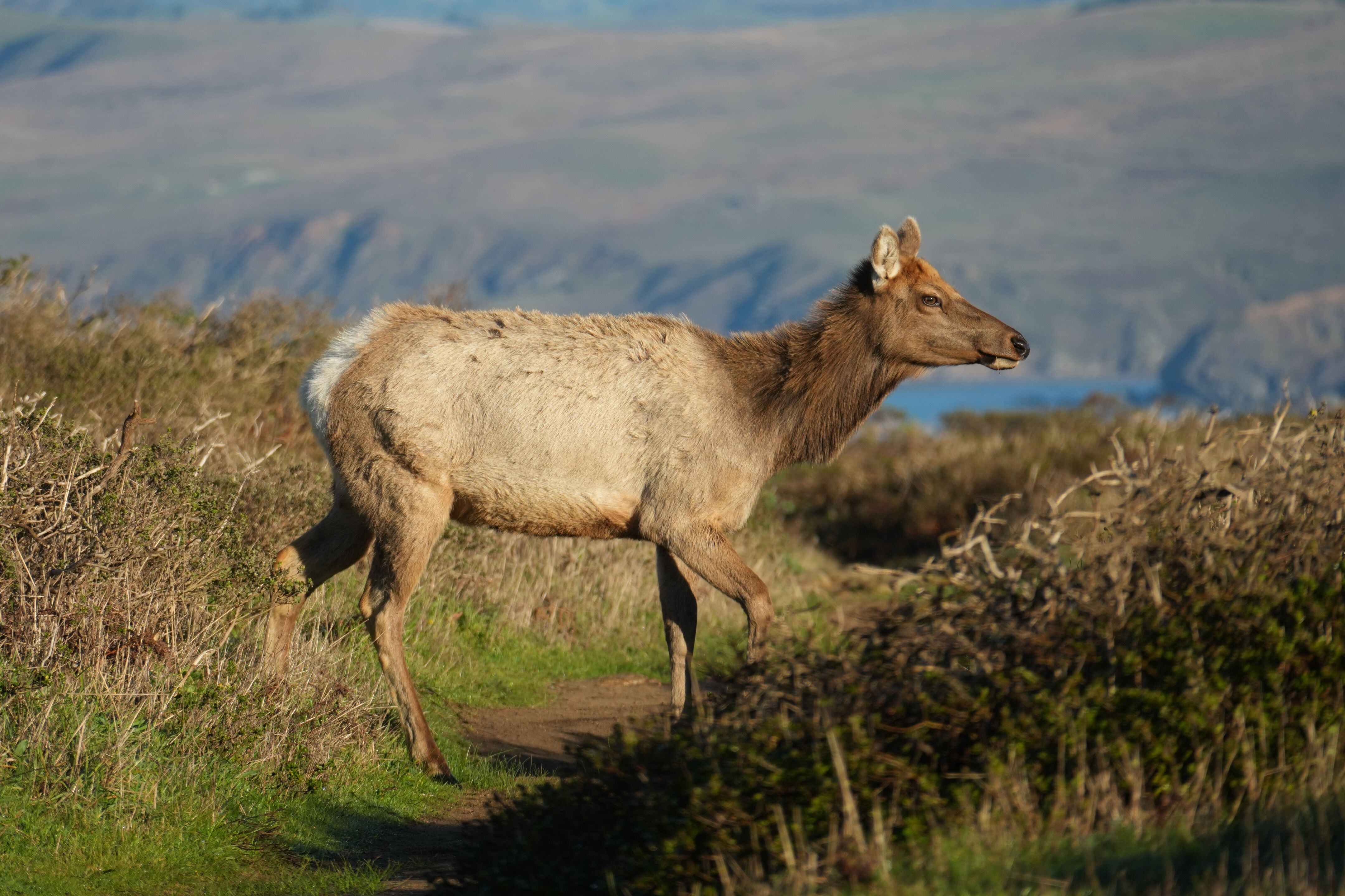 Point Reyes National Seashore - Tomales Point Trail