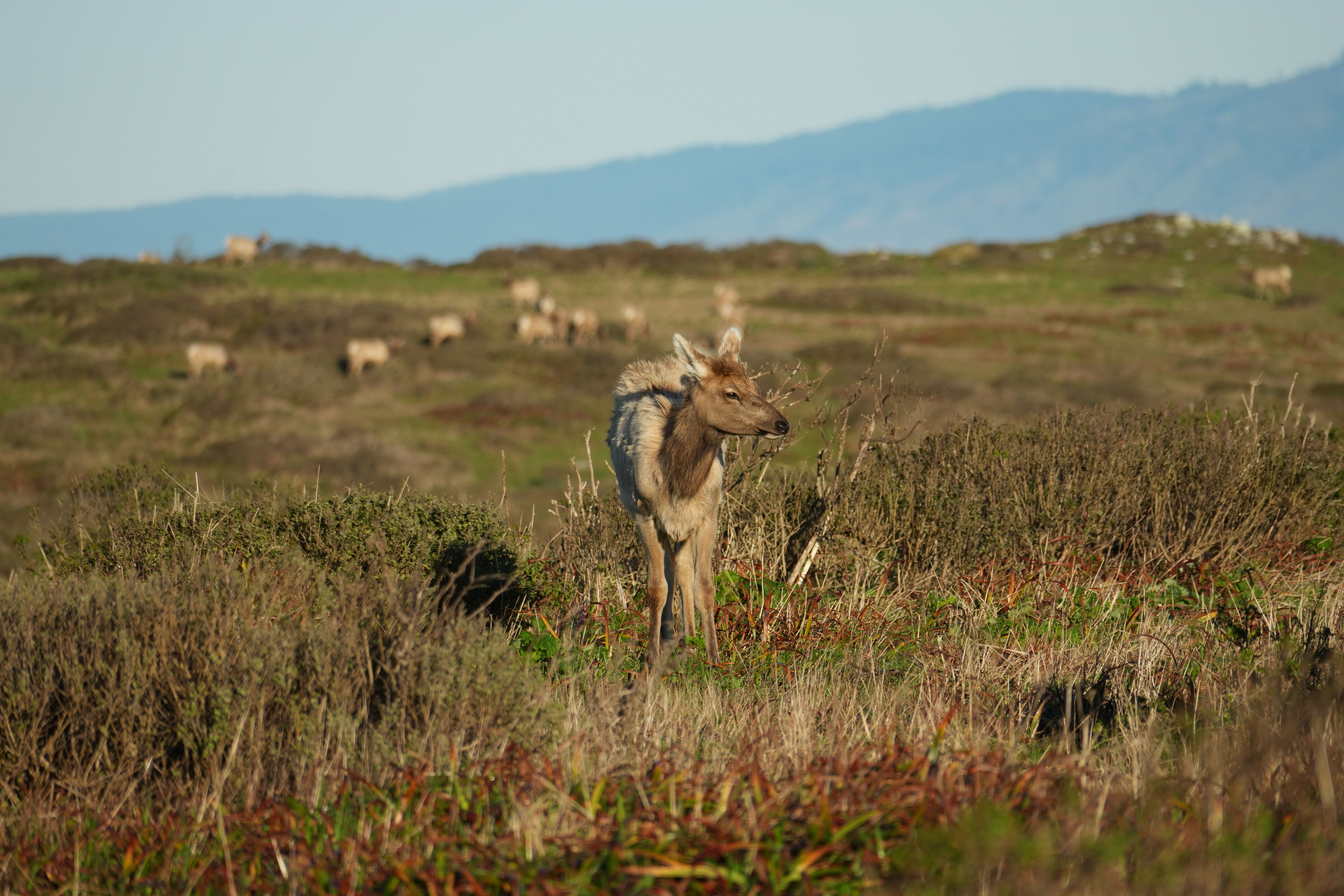 Point Reyes National Seashore - Tomales Point Trail