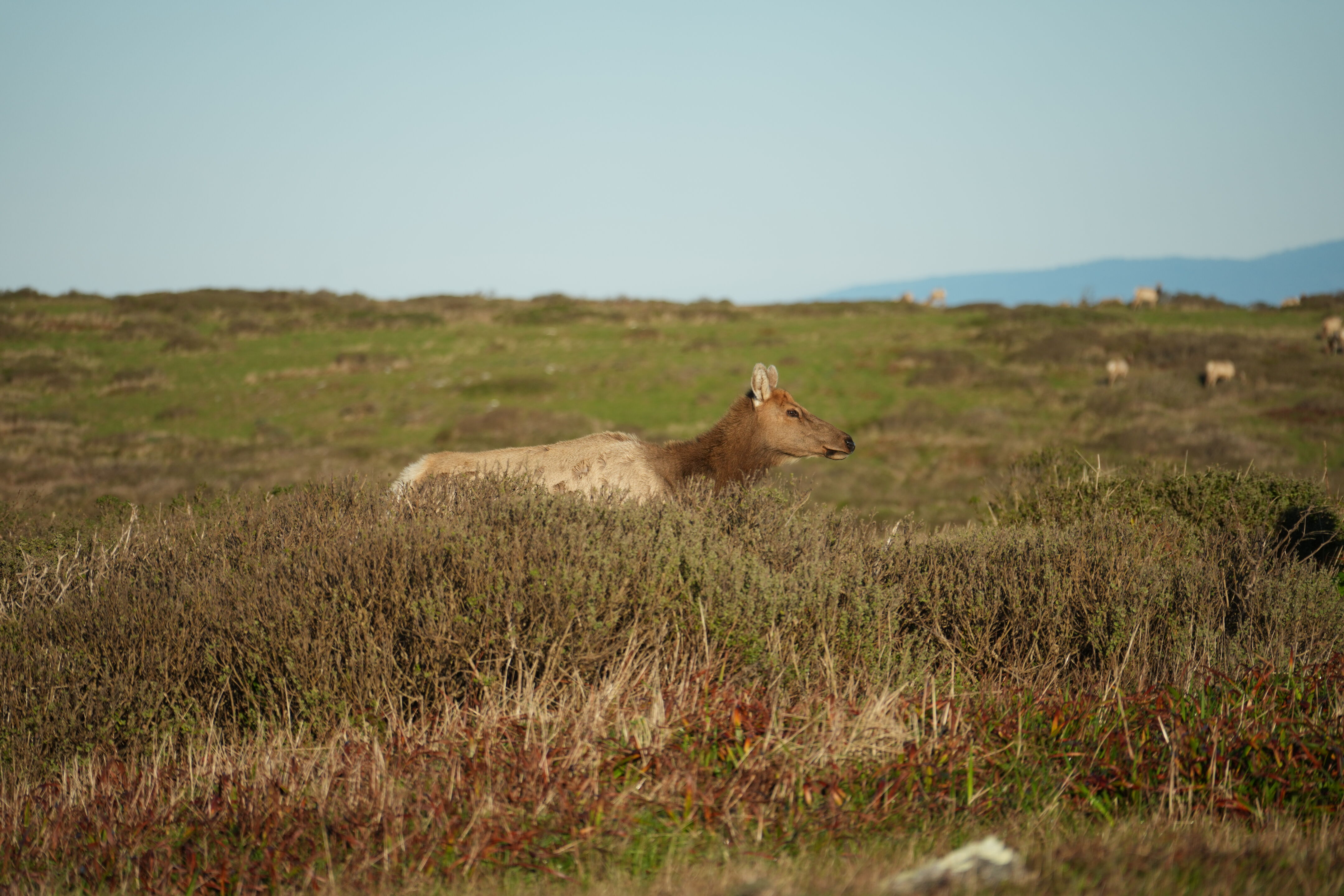 Point Reyes National Seashore - Tomales Point Trail