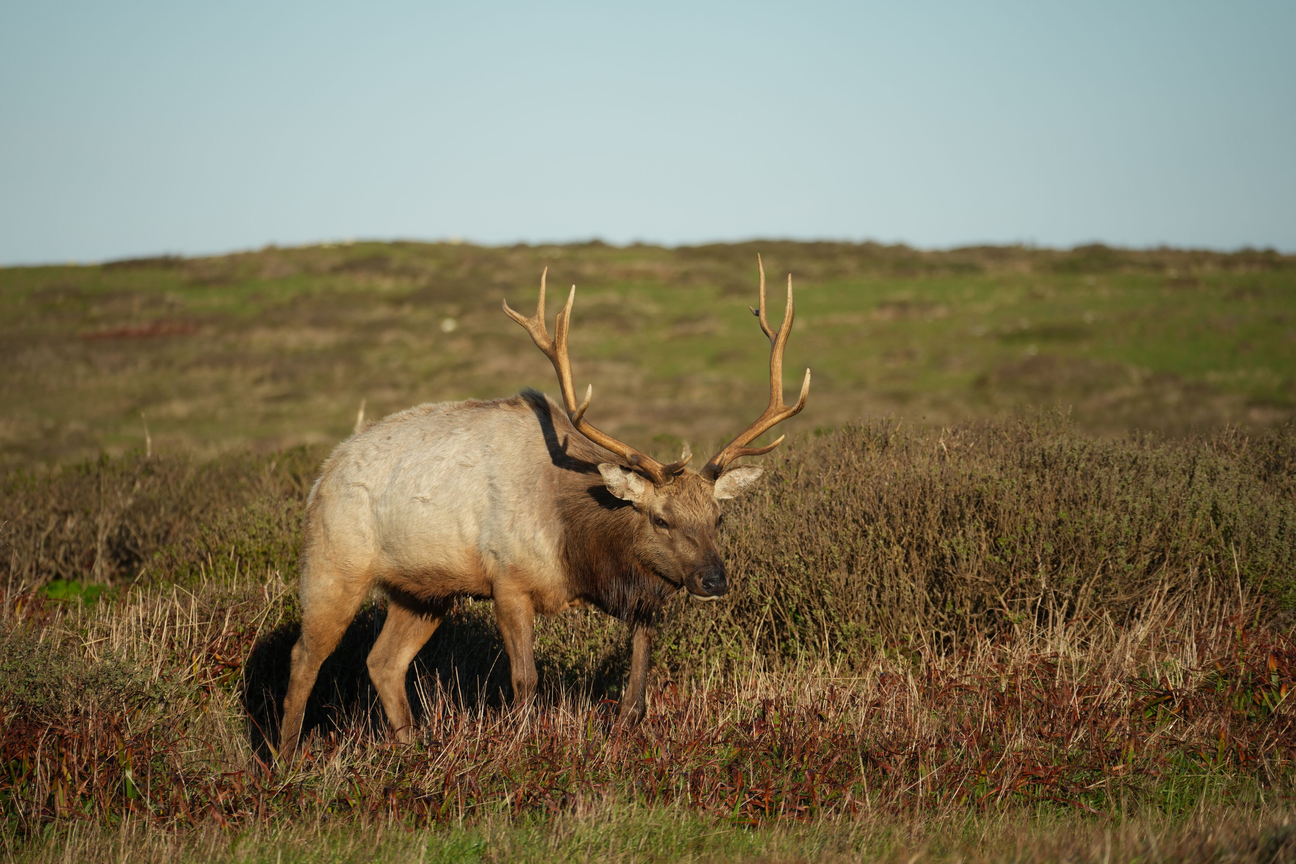 Point Reyes National Seashore - Tomales Point Trail