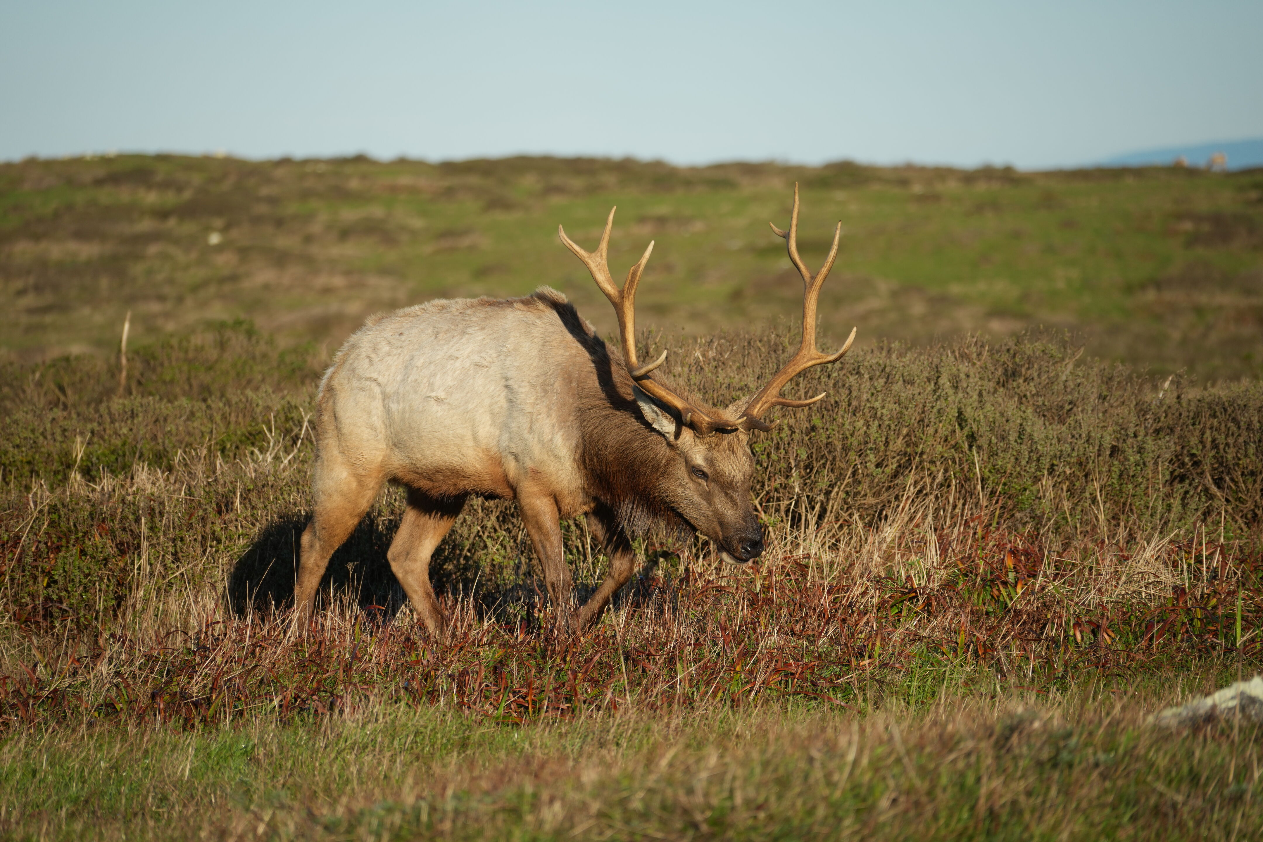 Point Reyes National Seashore - Tomales Point Trail