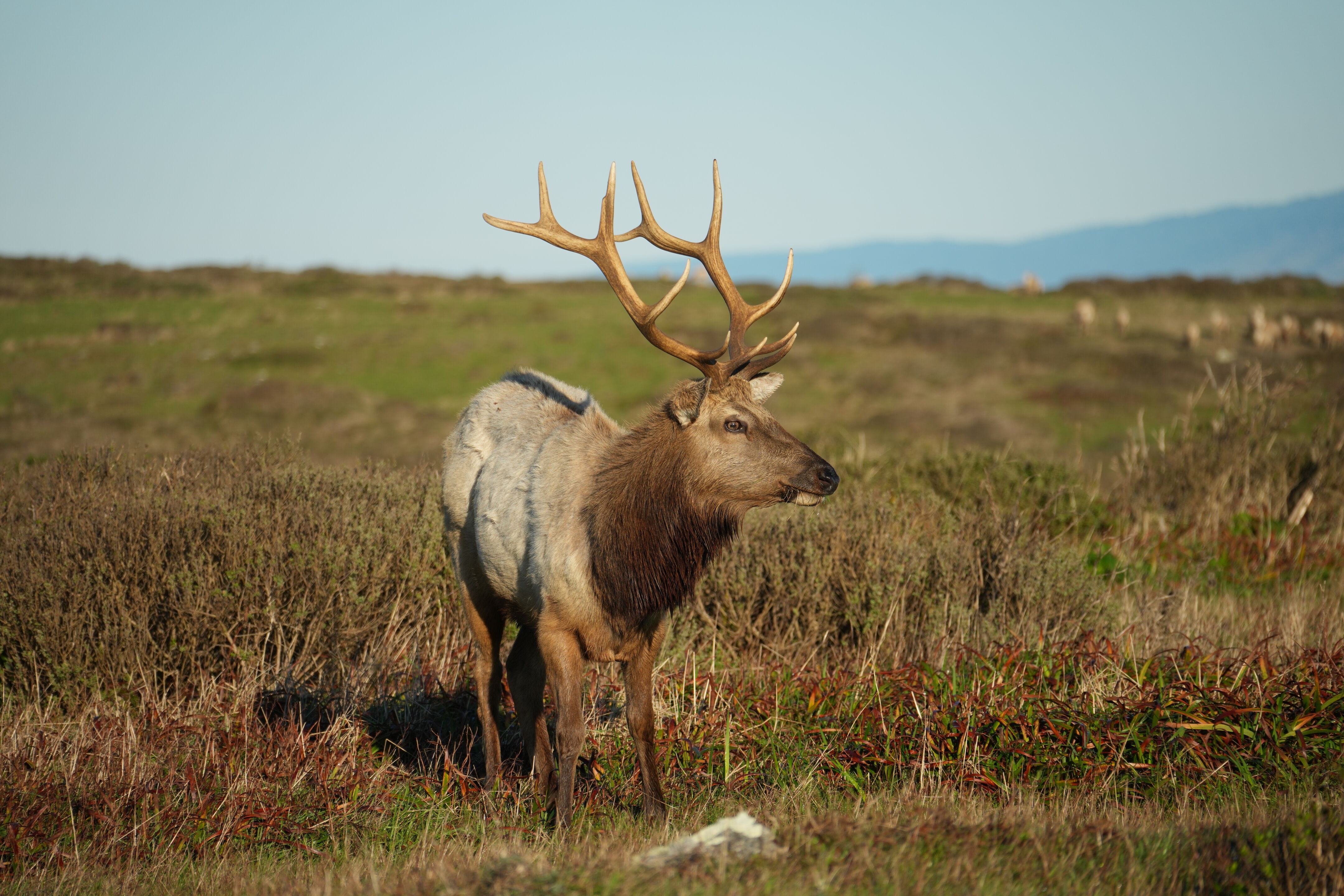 Point Reyes National Seashore - Tomales Point Trail