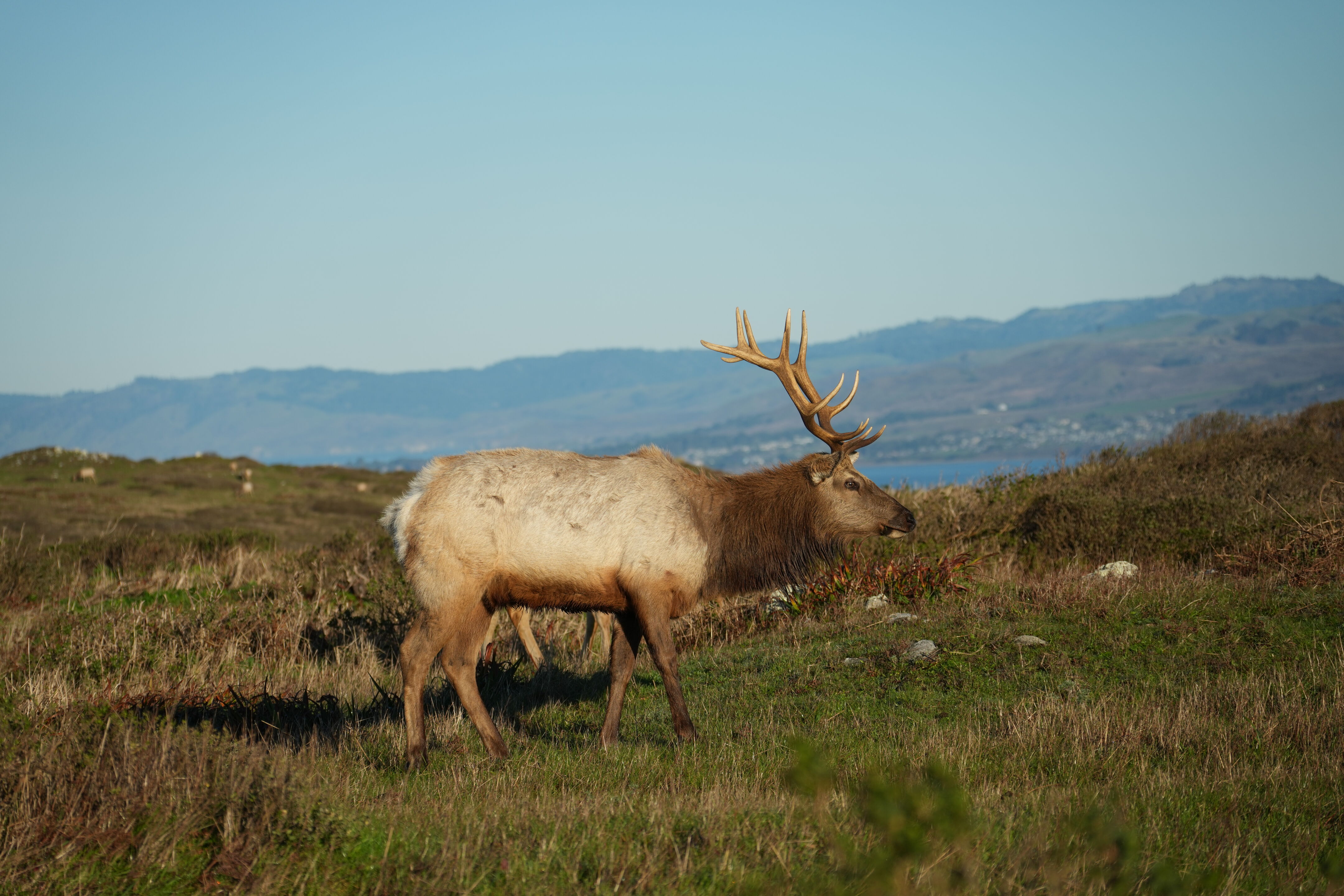 Point Reyes National Seashore - Tomales Point Trail