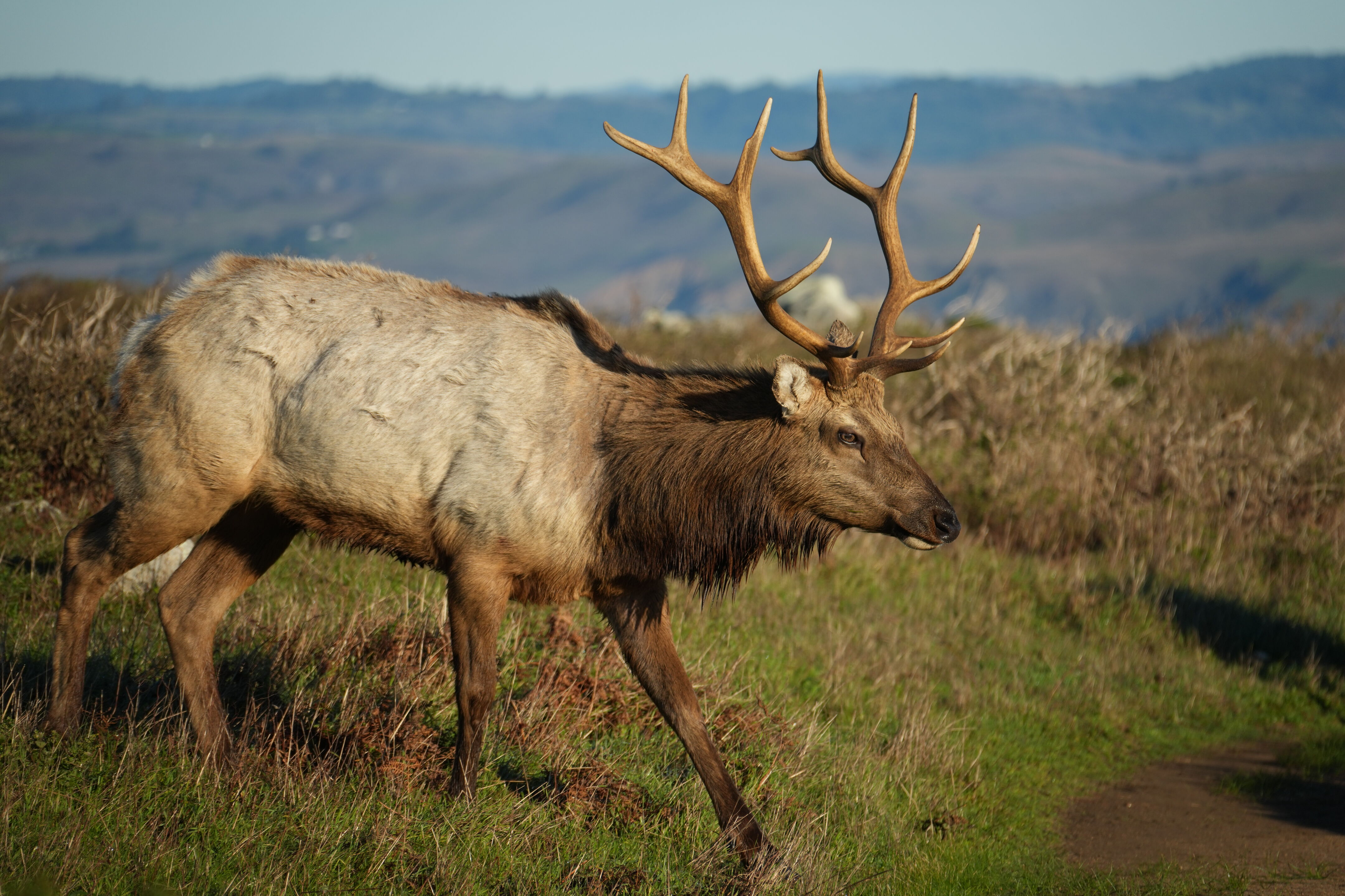 Point Reyes National Seashore - Tomales Point Trail