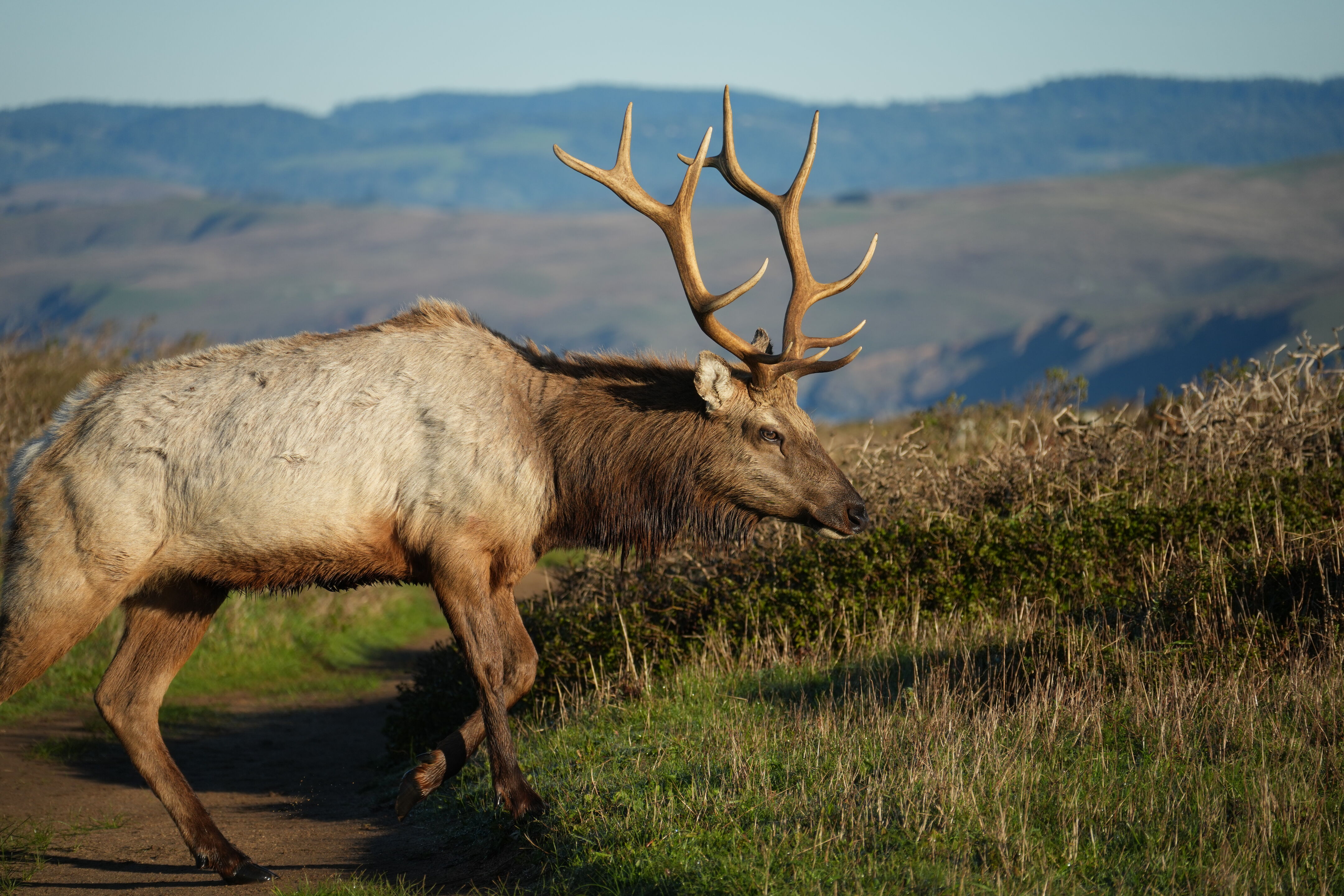 Point Reyes National Seashore - Tomales Point Trail