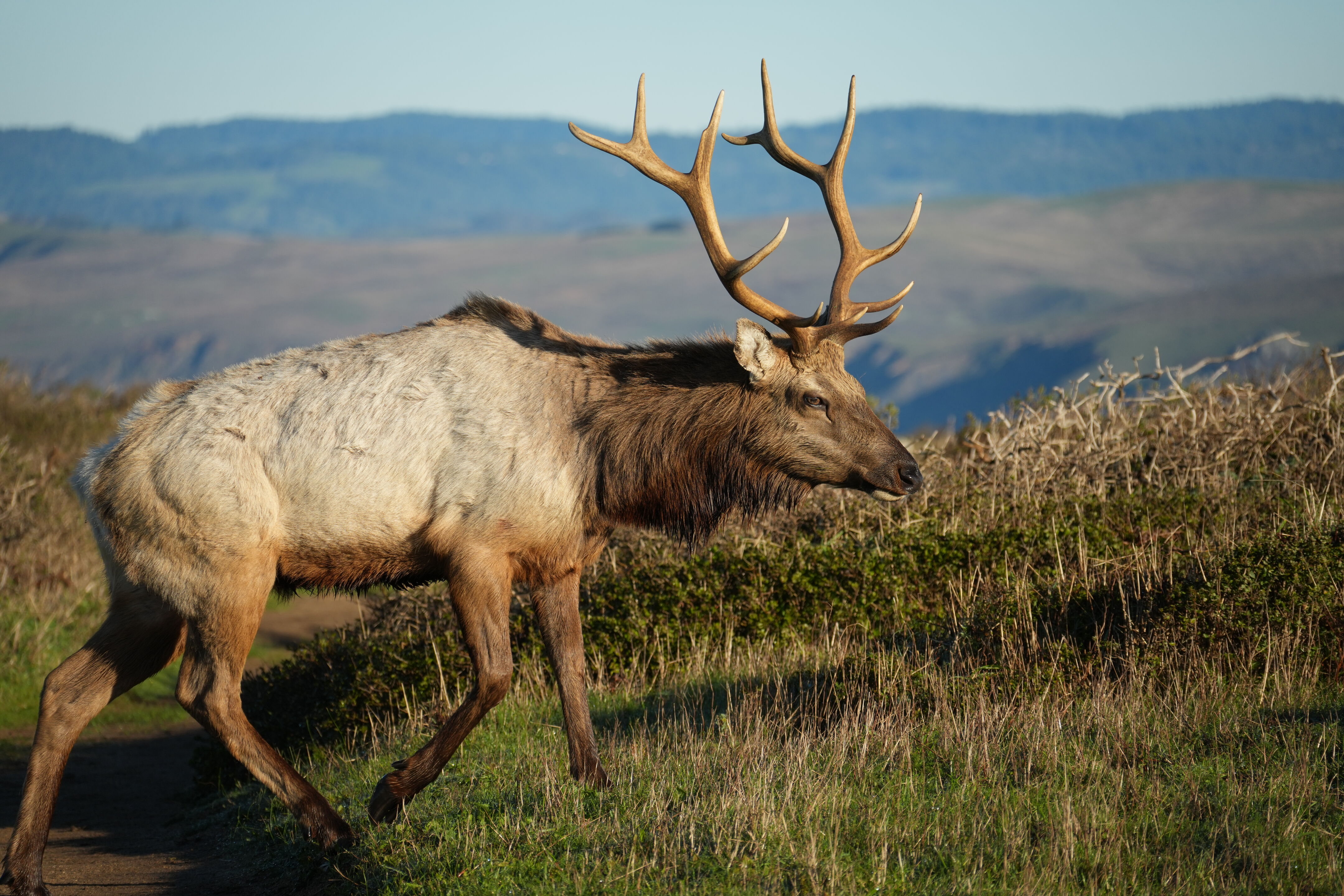 Point Reyes National Seashore - Tomales Point Trail
