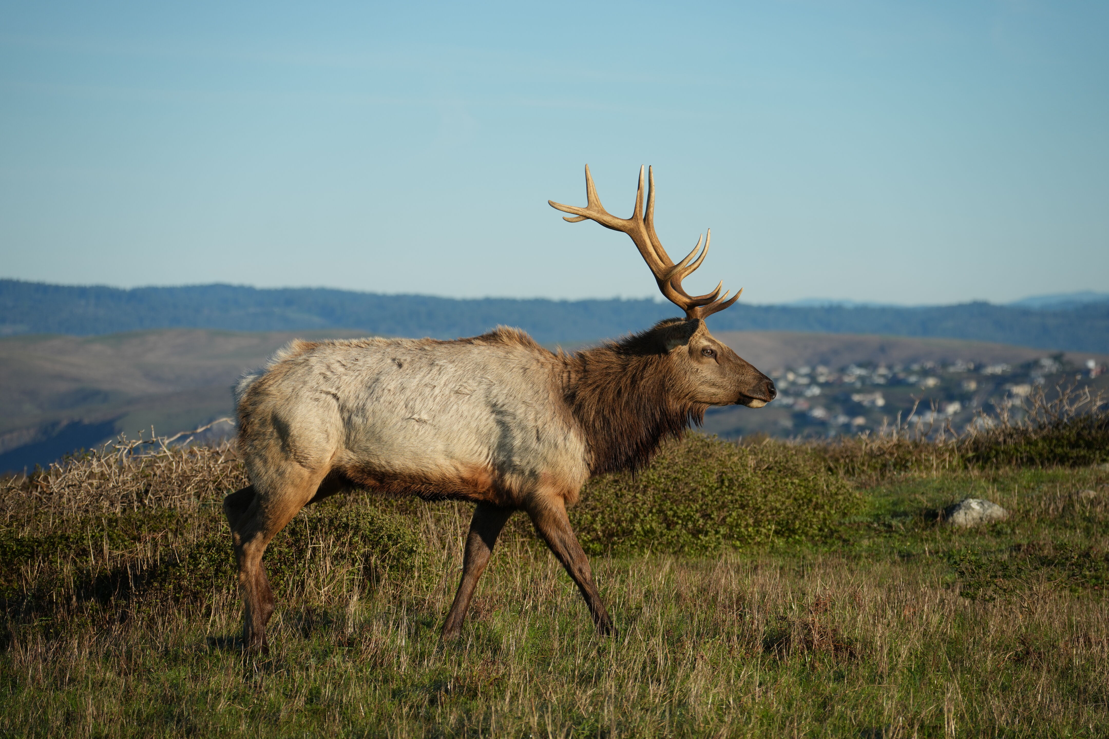 Point Reyes National Seashore - Tomales Point Trail