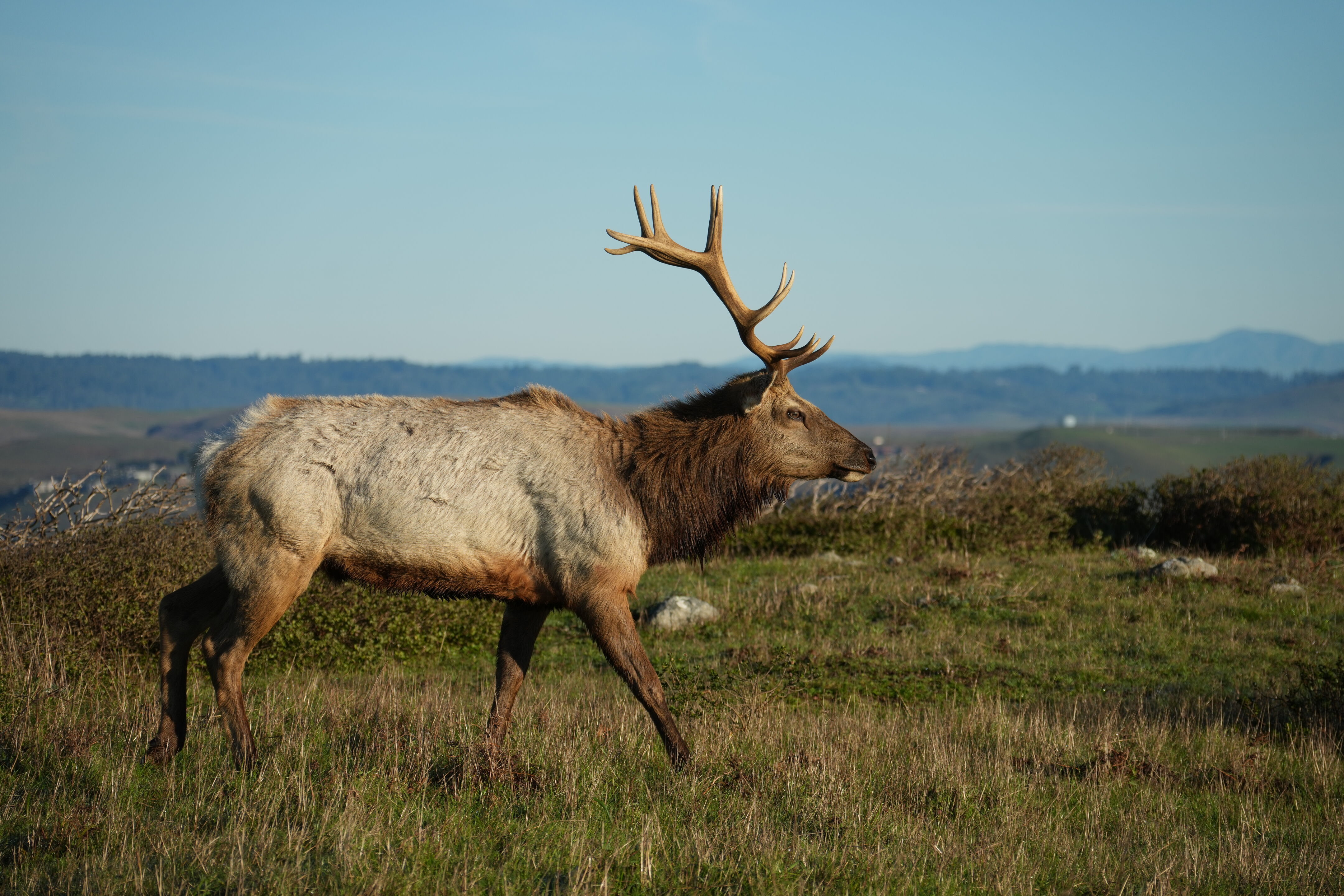 Point Reyes National Seashore - Tomales Point Trail