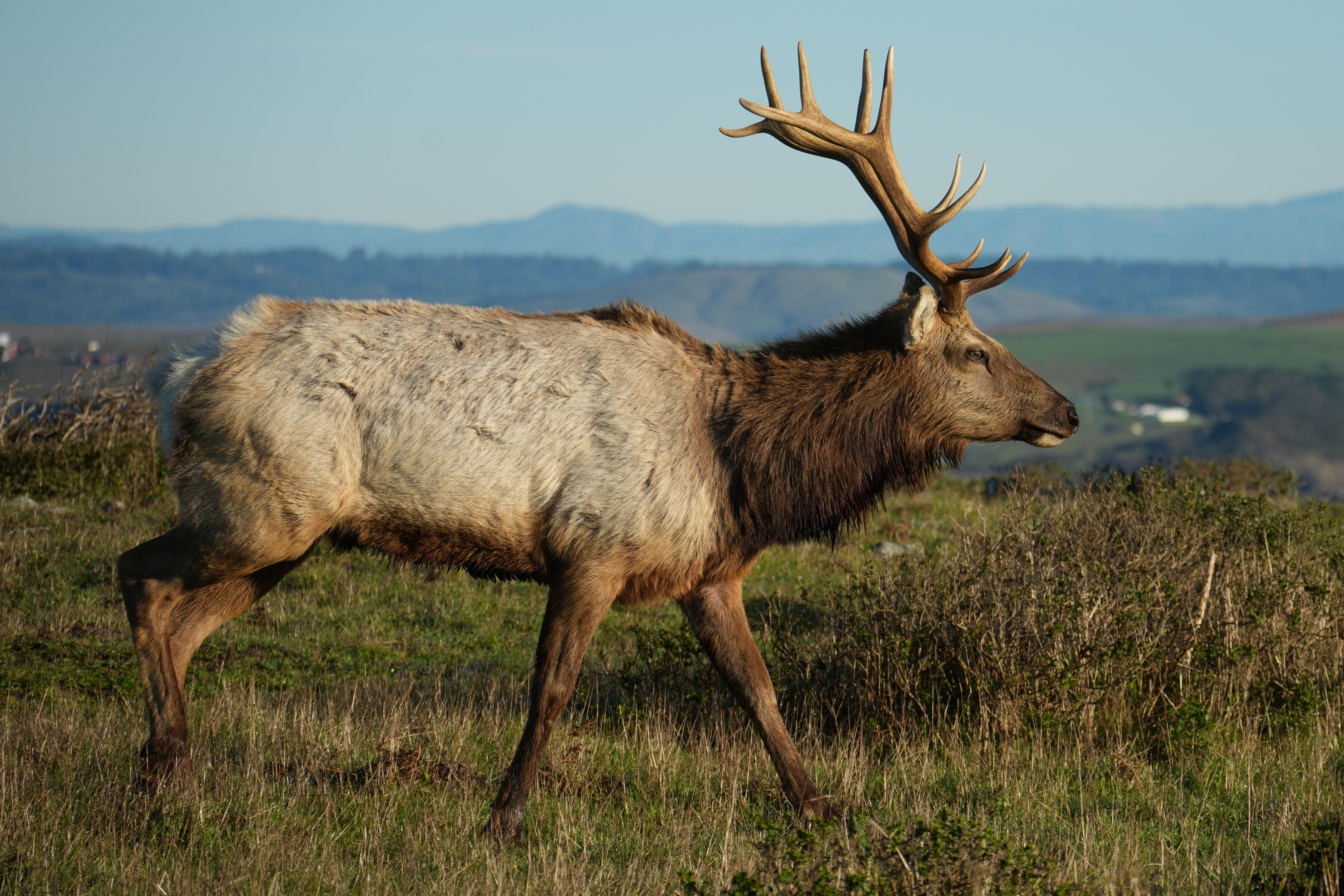 Point Reyes National Seashore - Tomales Point Trail