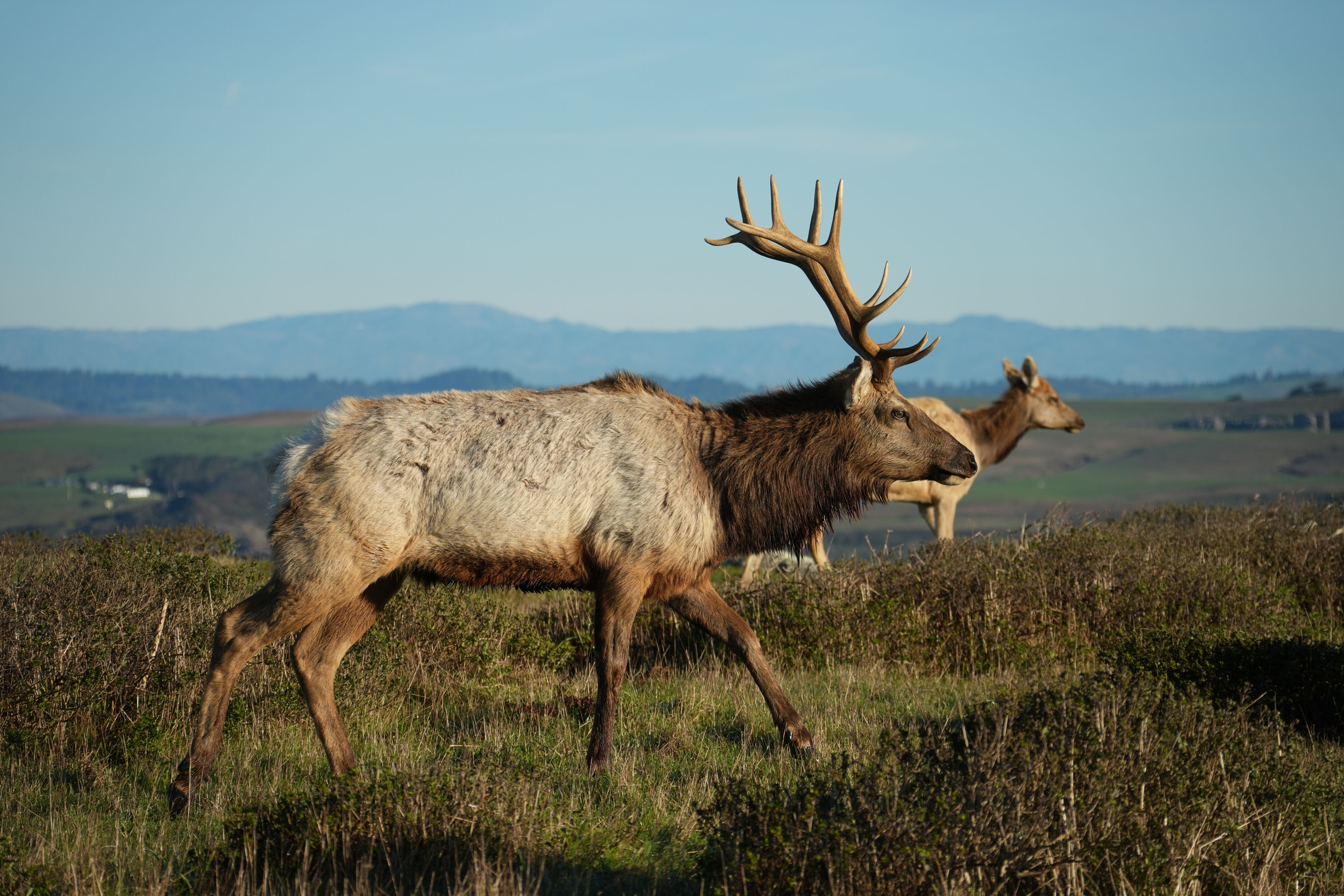 Point Reyes National Seashore - Tomales Point Trail