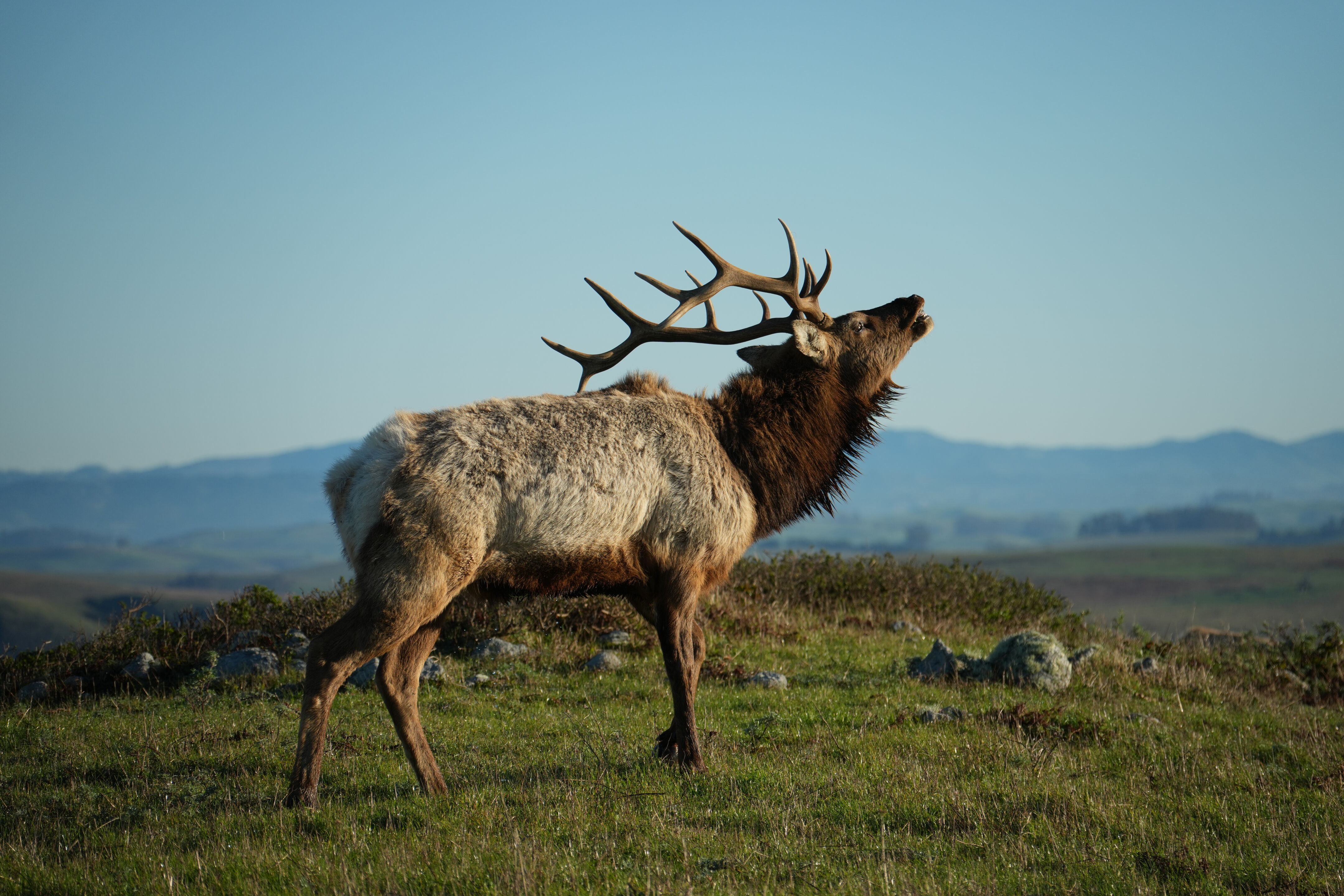 Point Reyes National Seashore - Tomales Point Trail