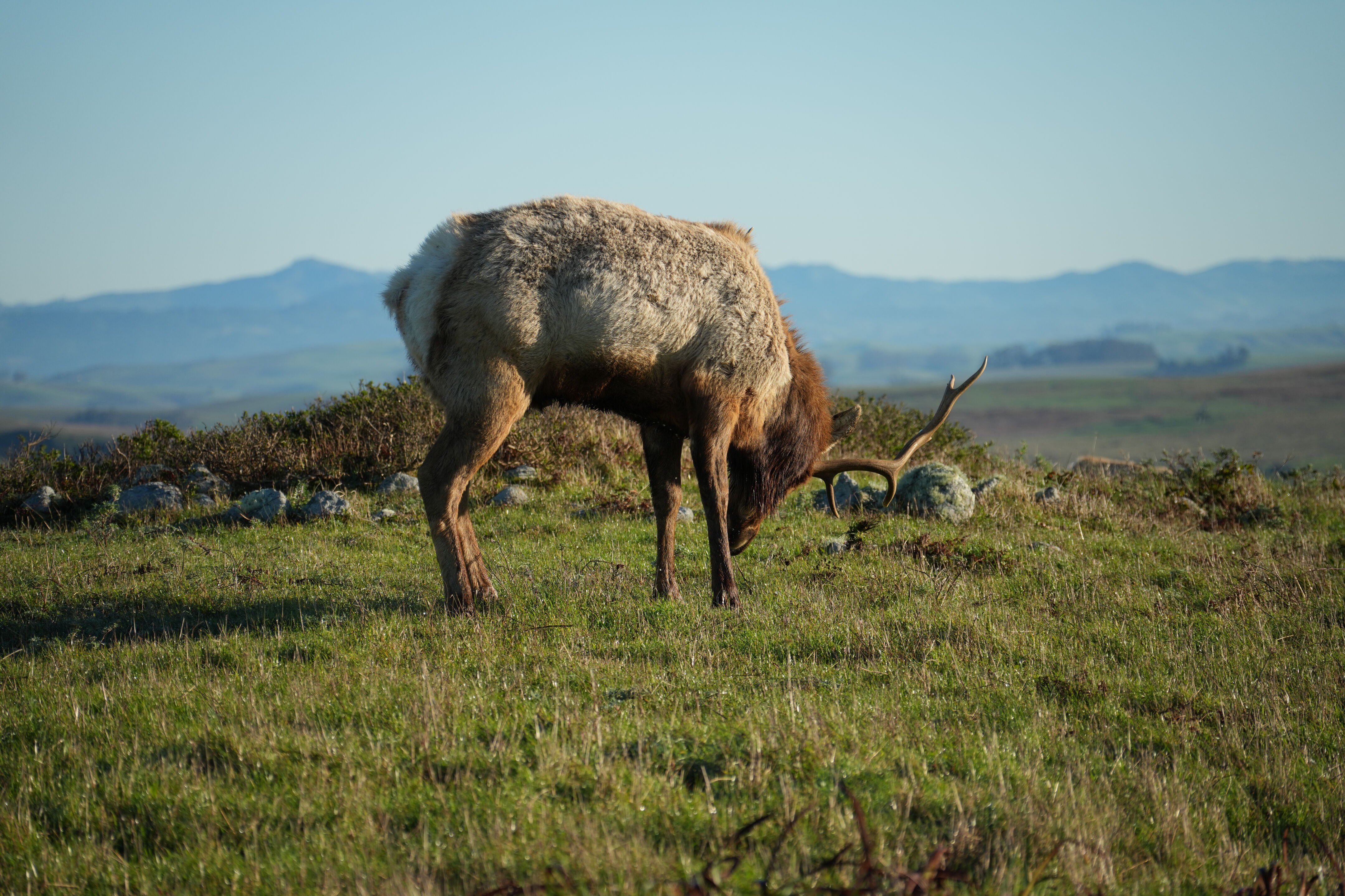Point Reyes National Seashore - Tomales Point Trail