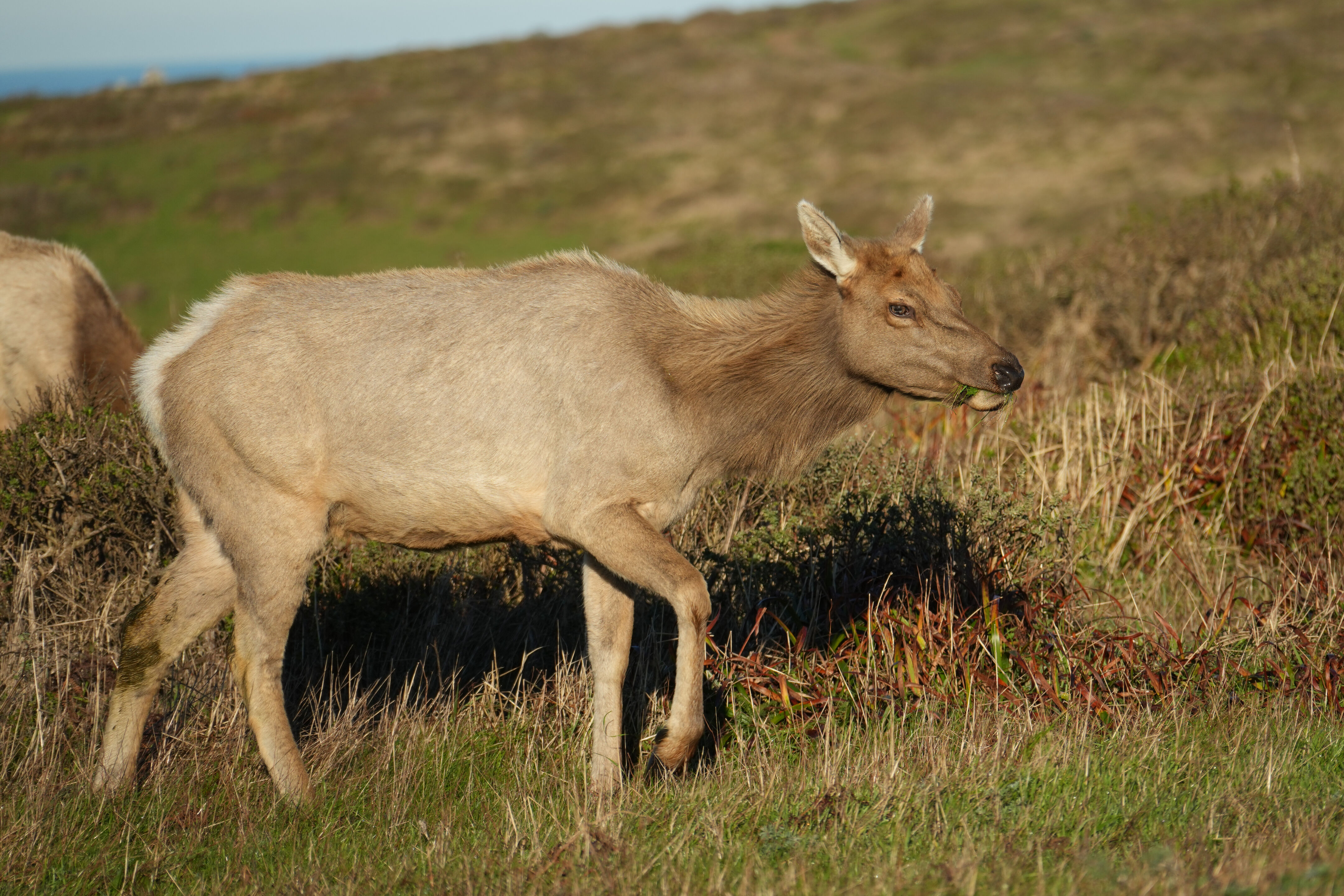 Point Reyes National Seashore - Tomales Point Trail