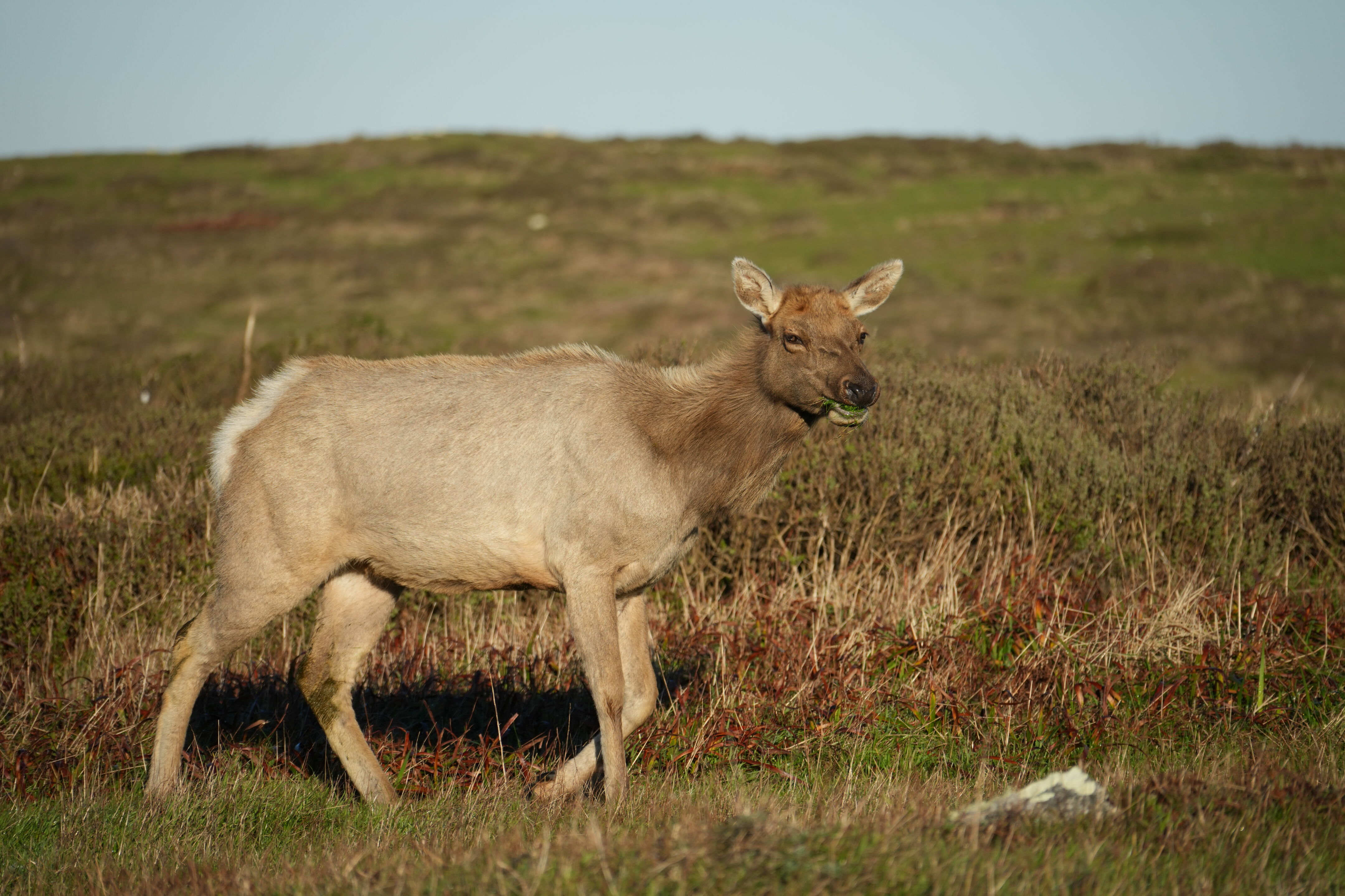 Point Reyes National Seashore - Tomales Point Trail