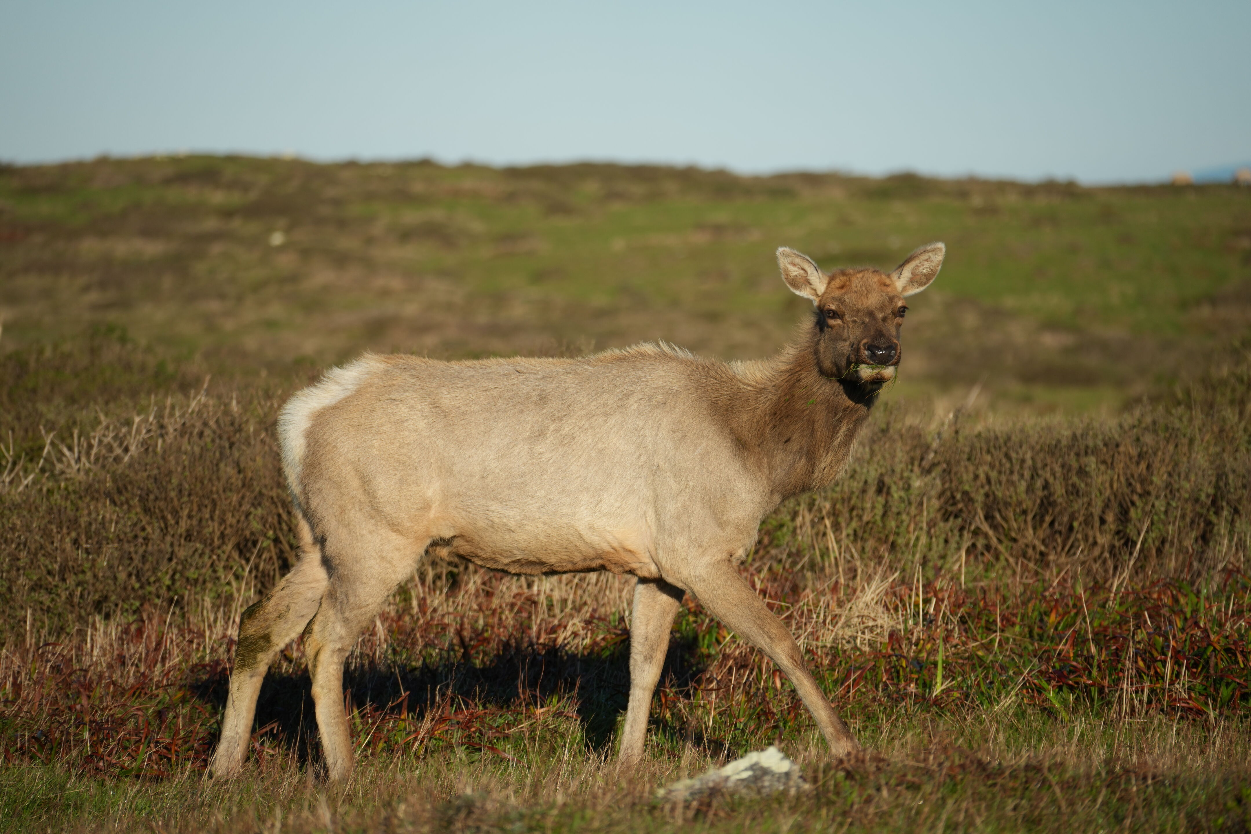 Point Reyes National Seashore - Tomales Point Trail
