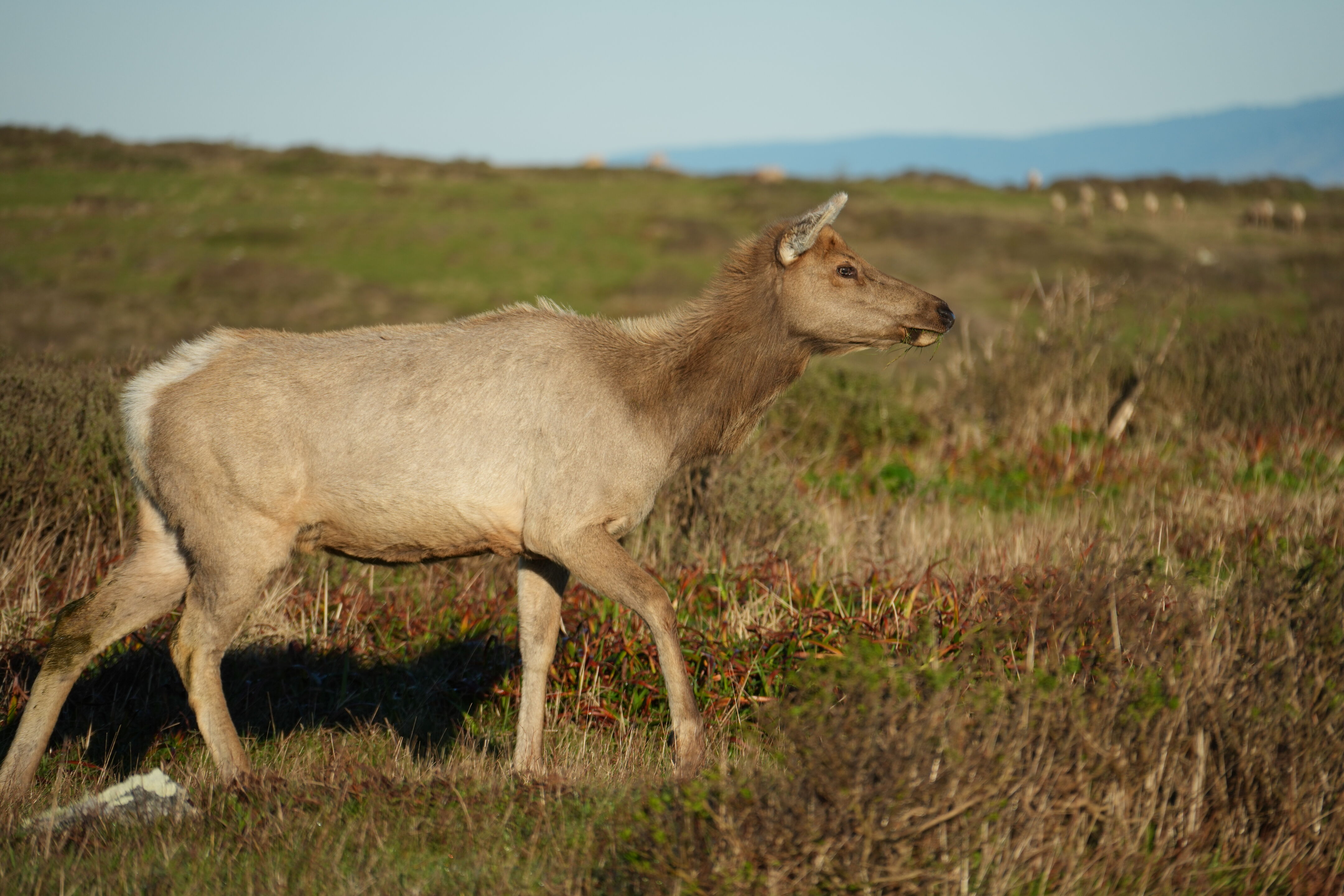 Point Reyes National Seashore - Tomales Point Trail