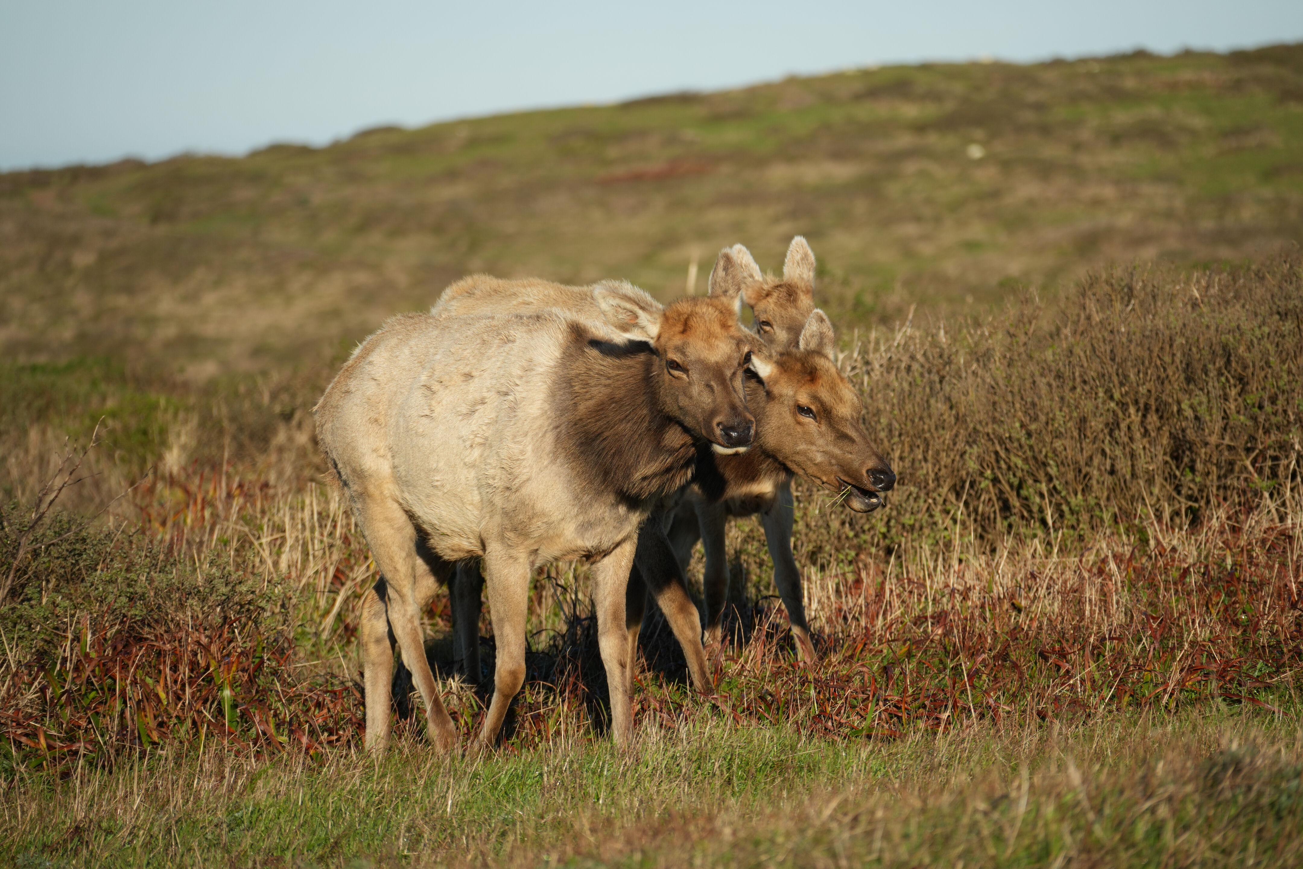 Point Reyes National Seashore - Tomales Point Trail