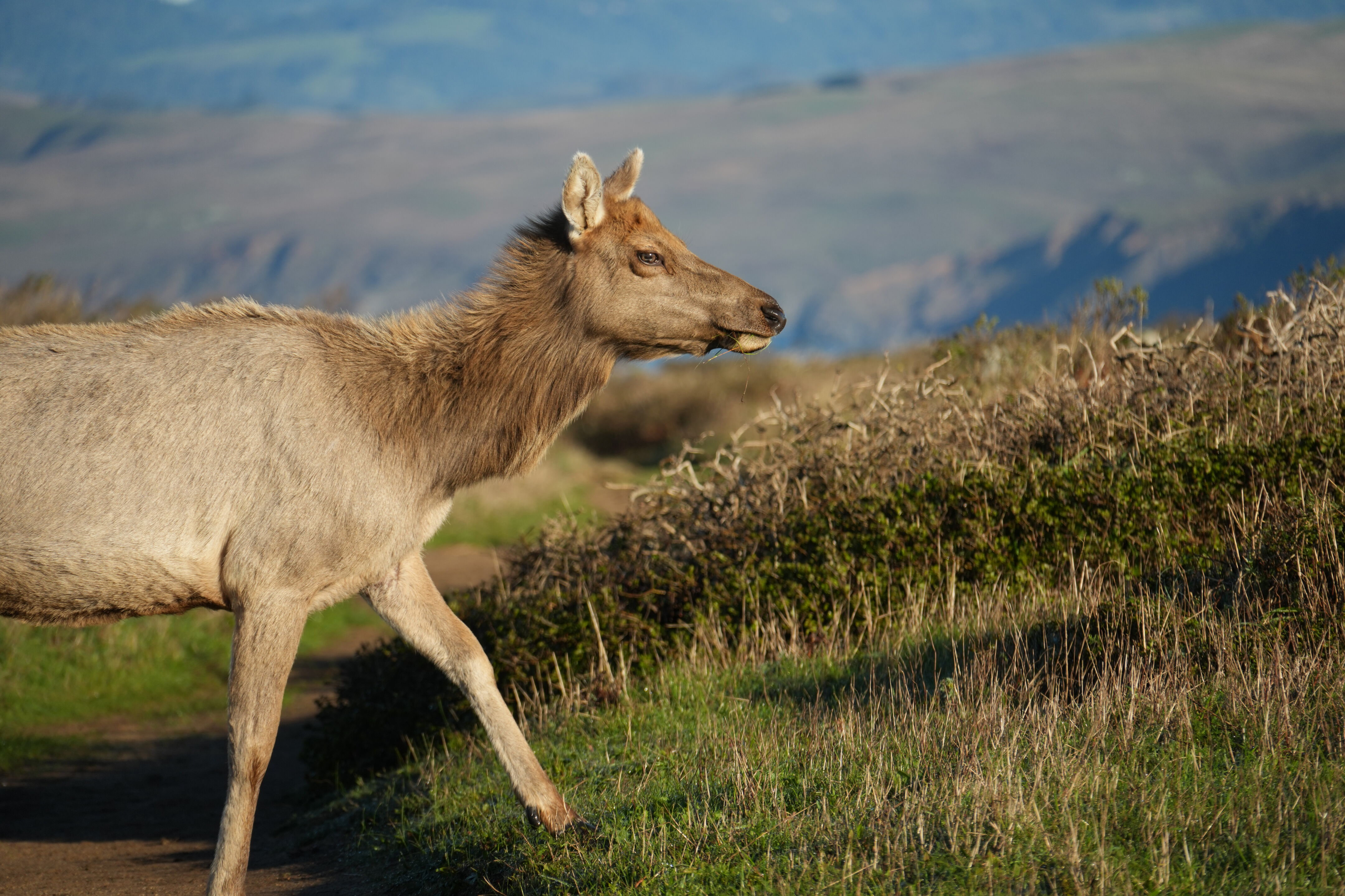 Point Reyes National Seashore - Tomales Point Trail