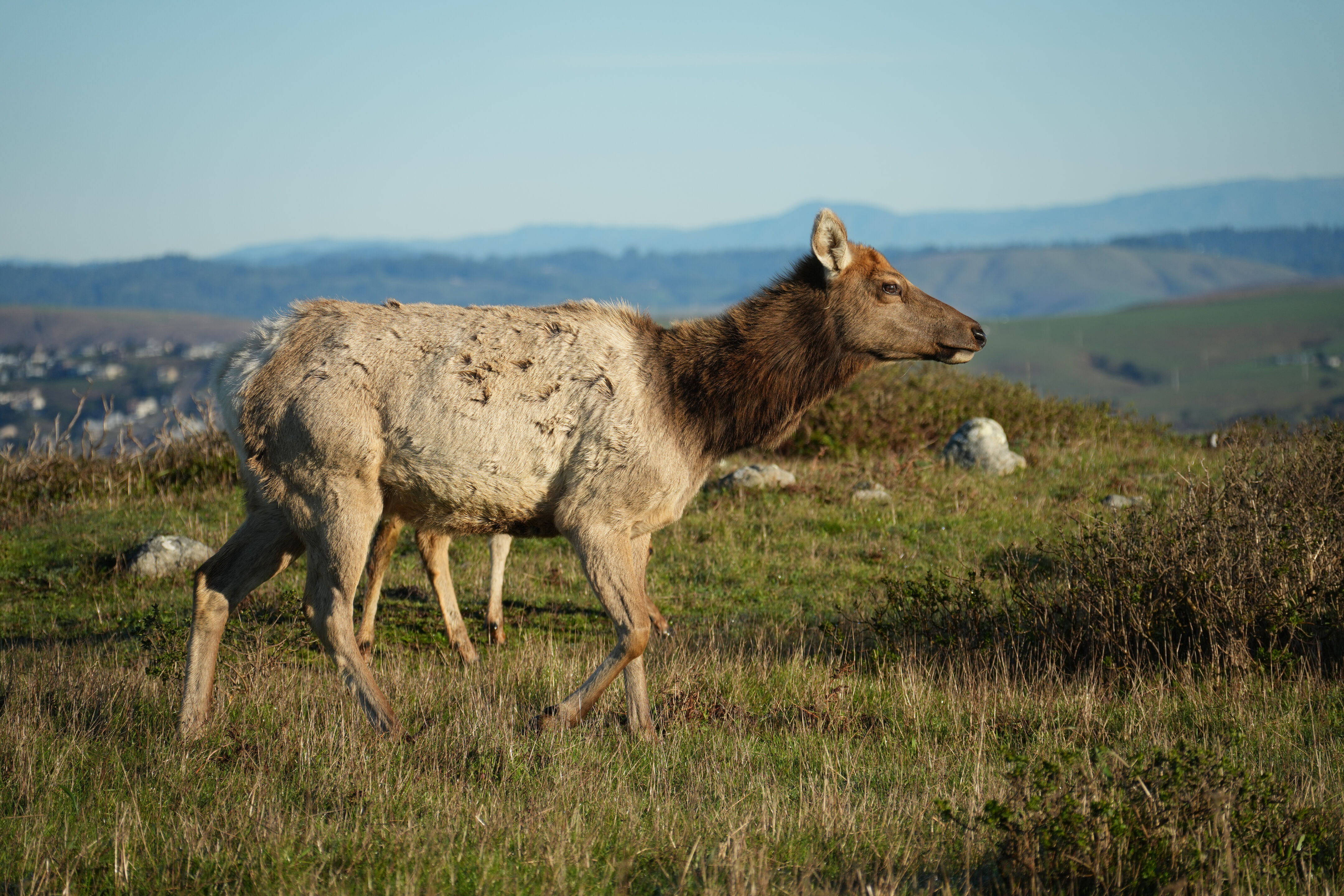 Point Reyes National Seashore - Tomales Point Trail