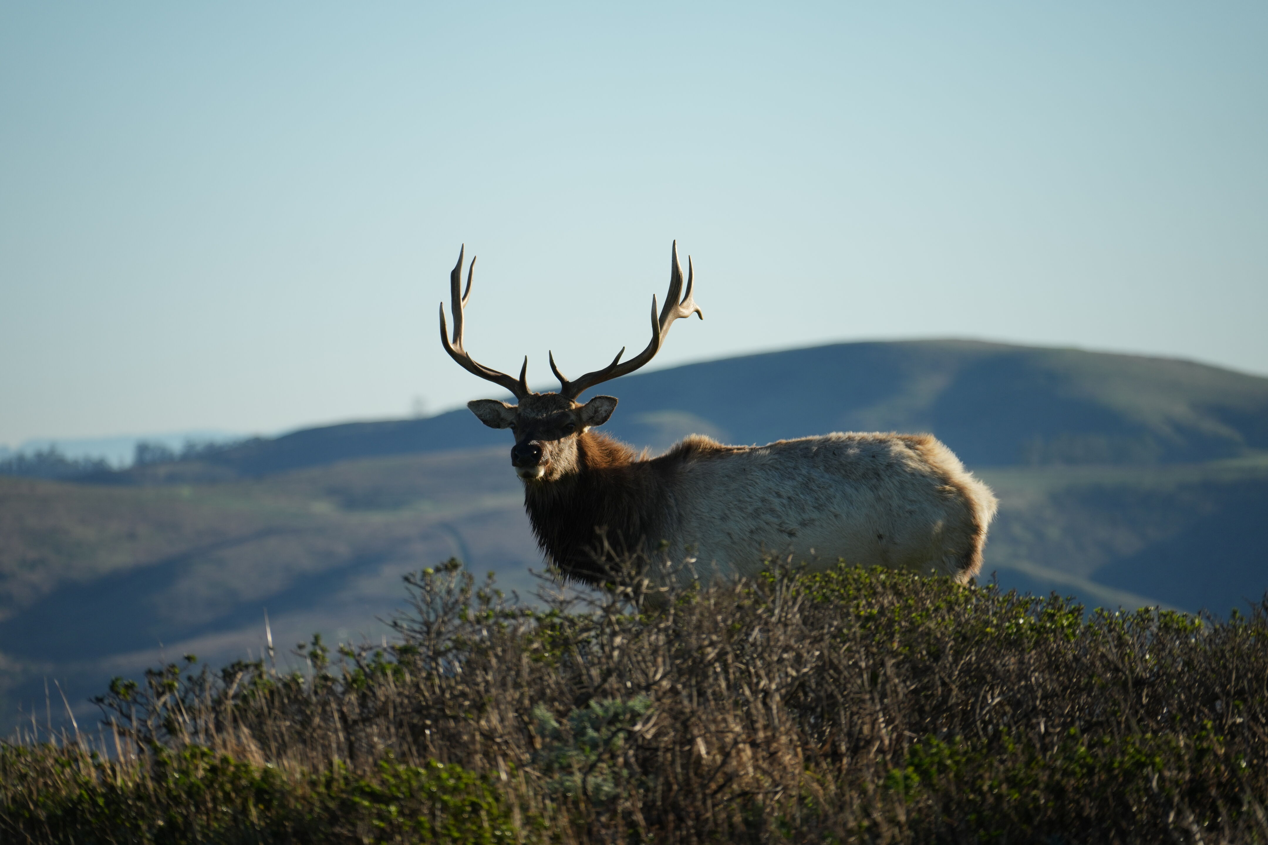 Point Reyes National Seashore - Tomales Point Trail