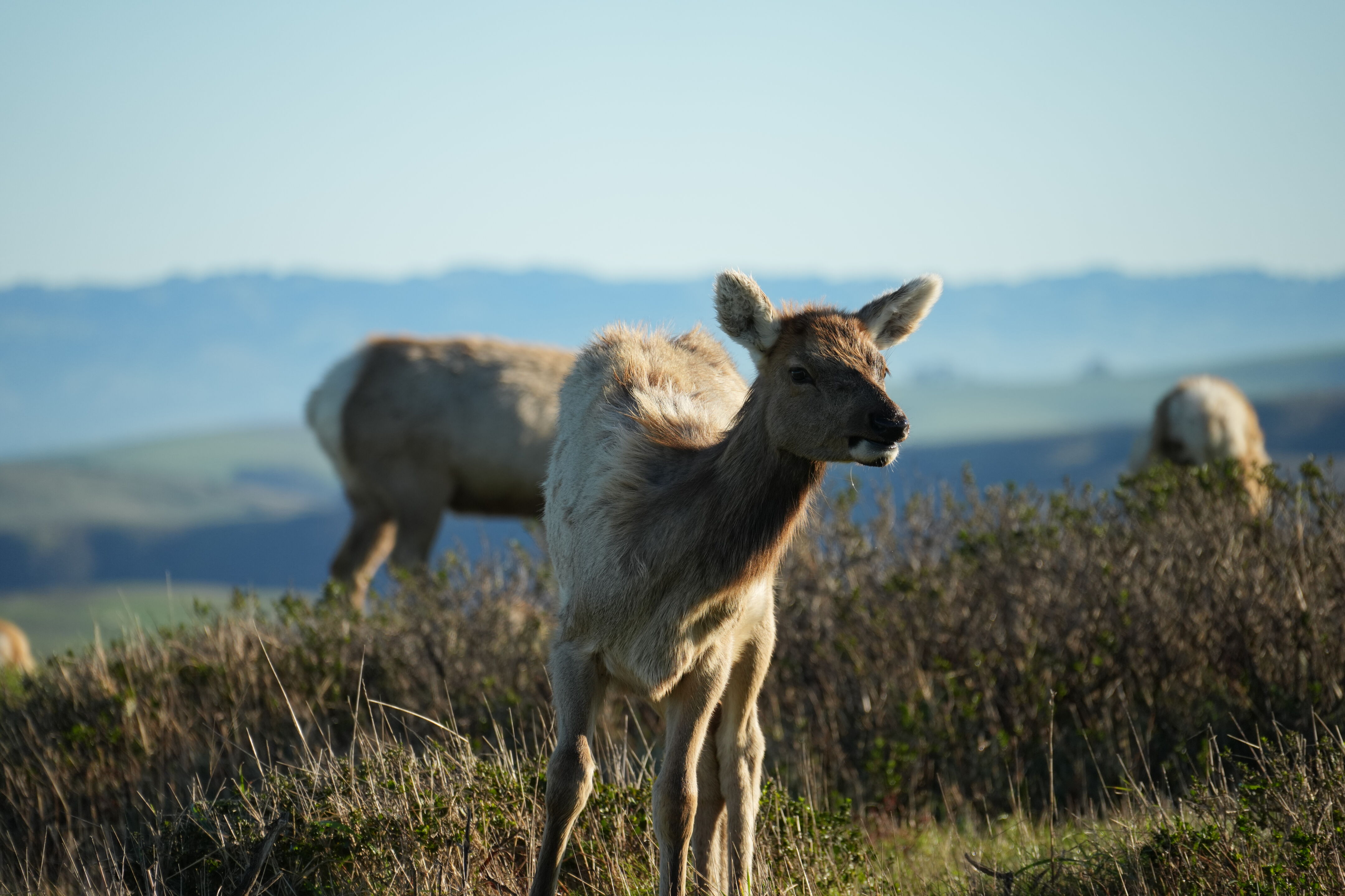 Point Reyes National Seashore - Tomales Point Trail