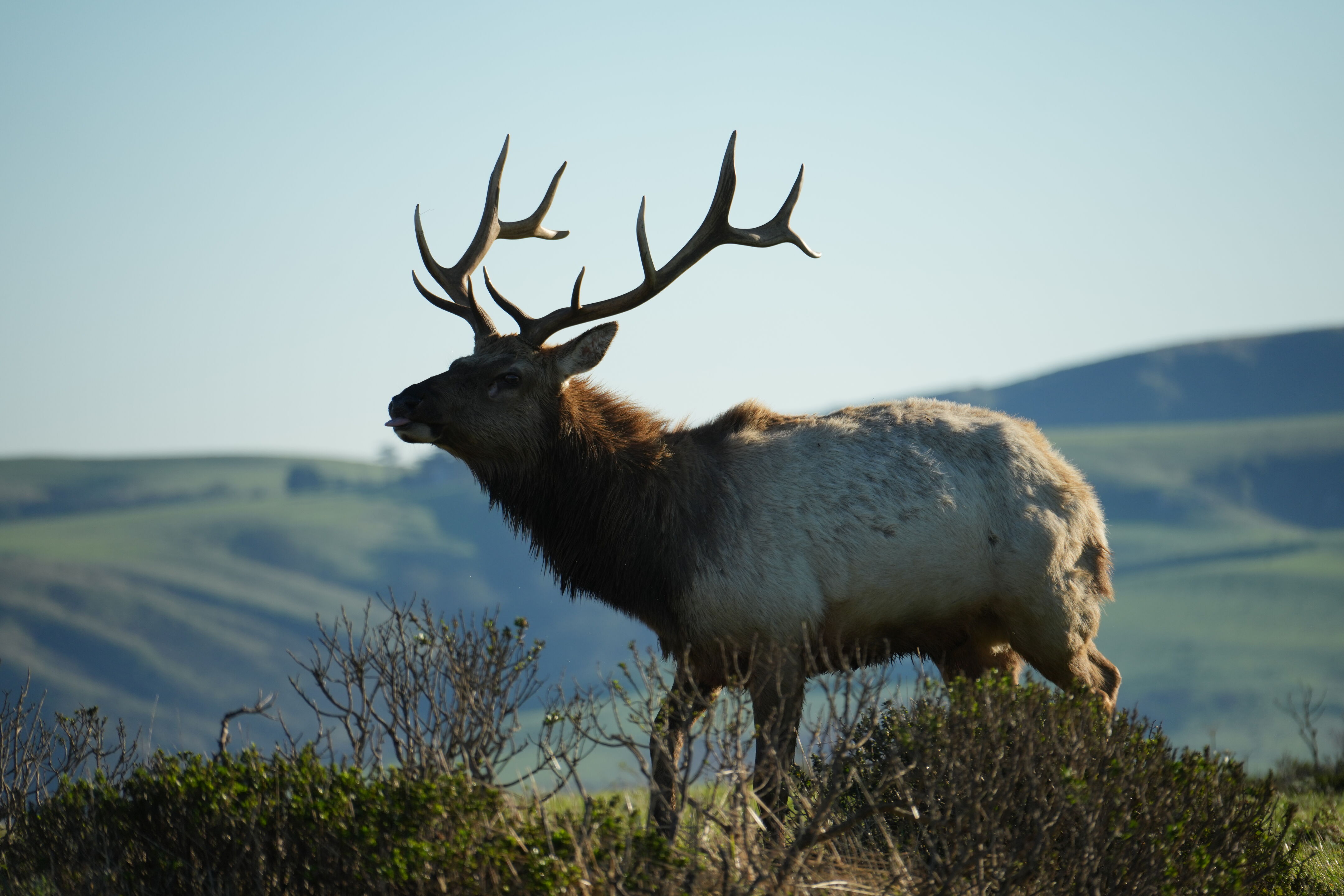 Point Reyes National Seashore - Tomales Point Trail
