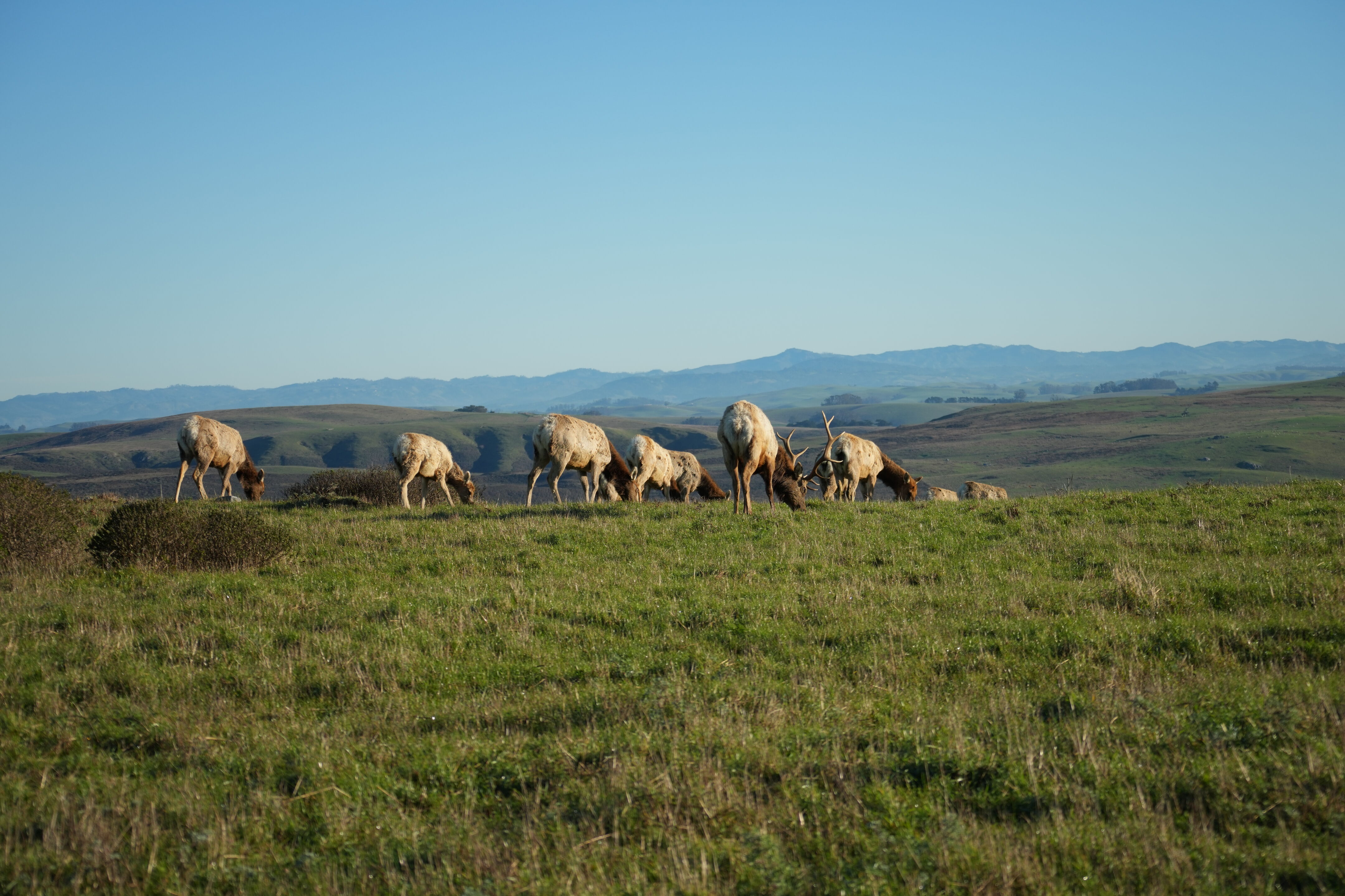 Point Reyes National Seashore - Tomales Point Trail