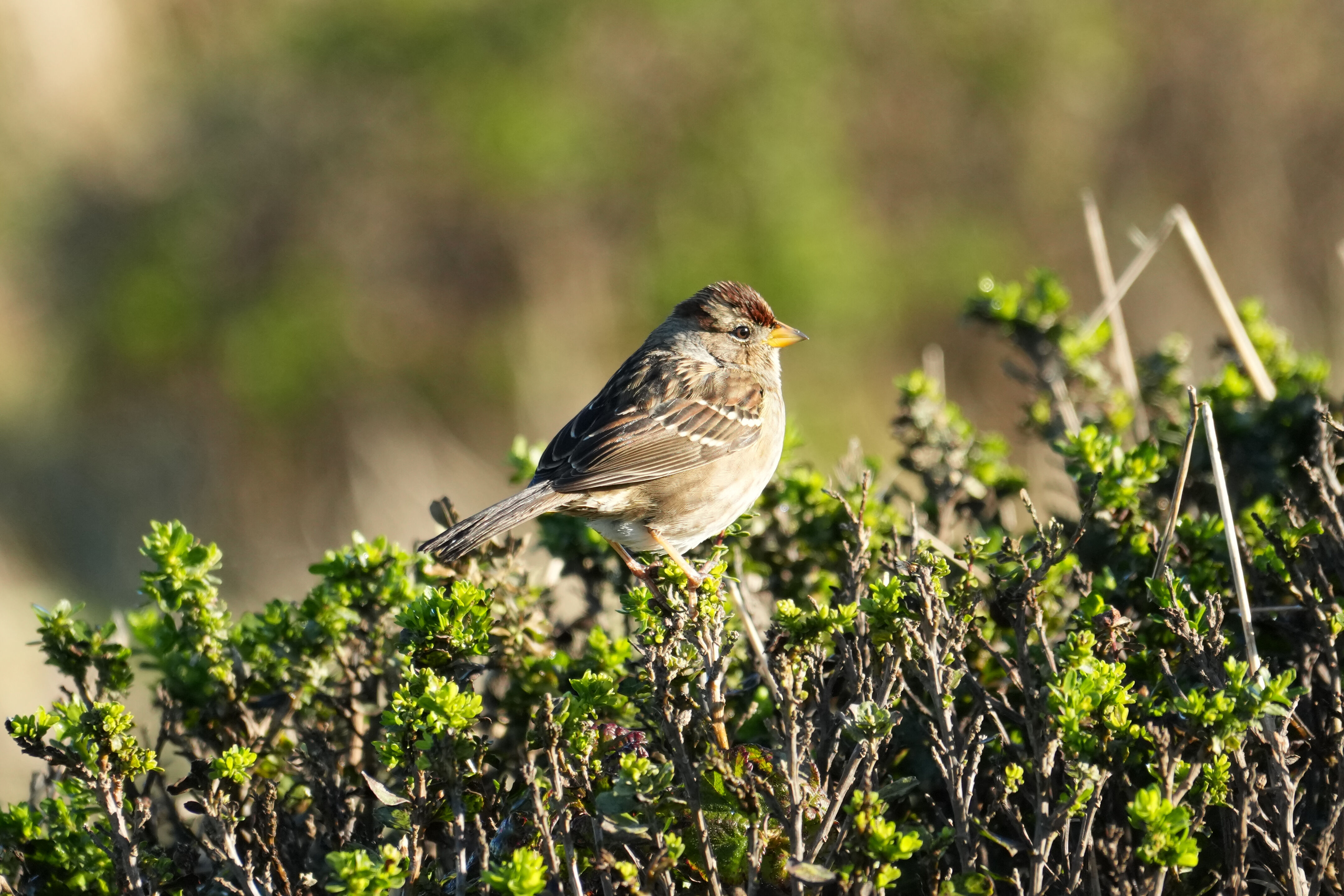 Point Reyes National Seashore - Tomales Point Trail