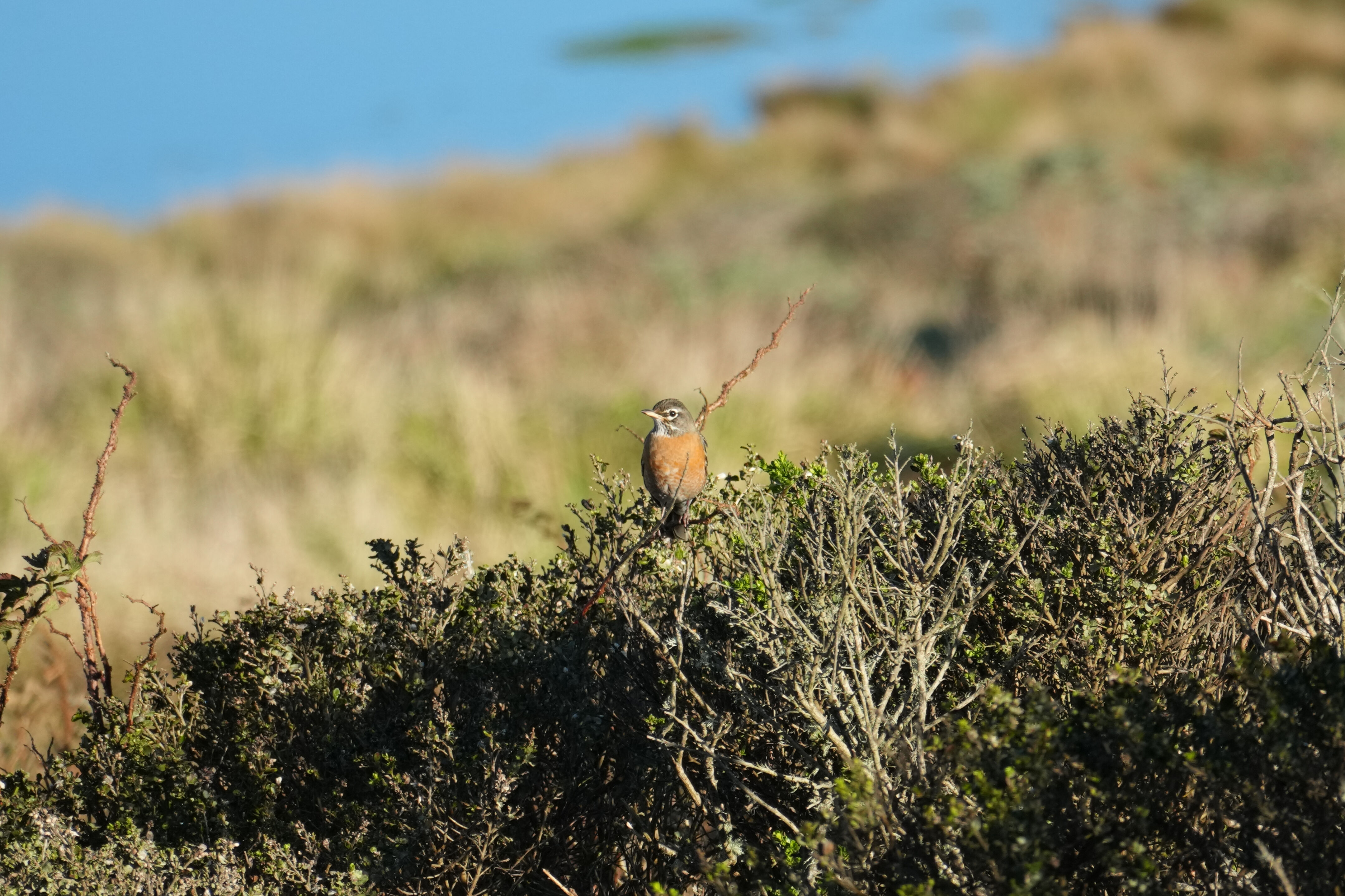 Point Reyes National Seashore - Tomales Point Trail