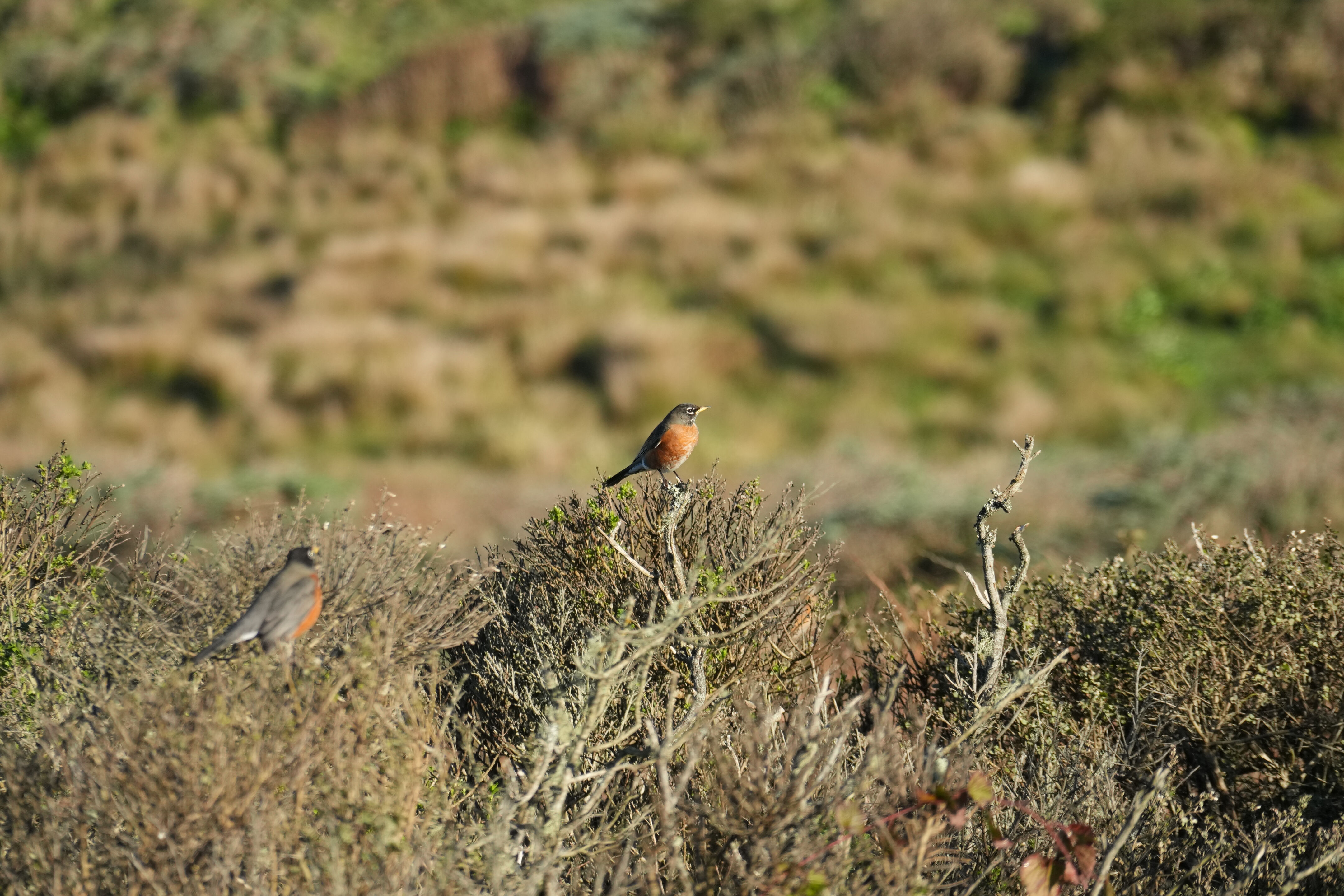 Point Reyes National Seashore - Tomales Point Trail