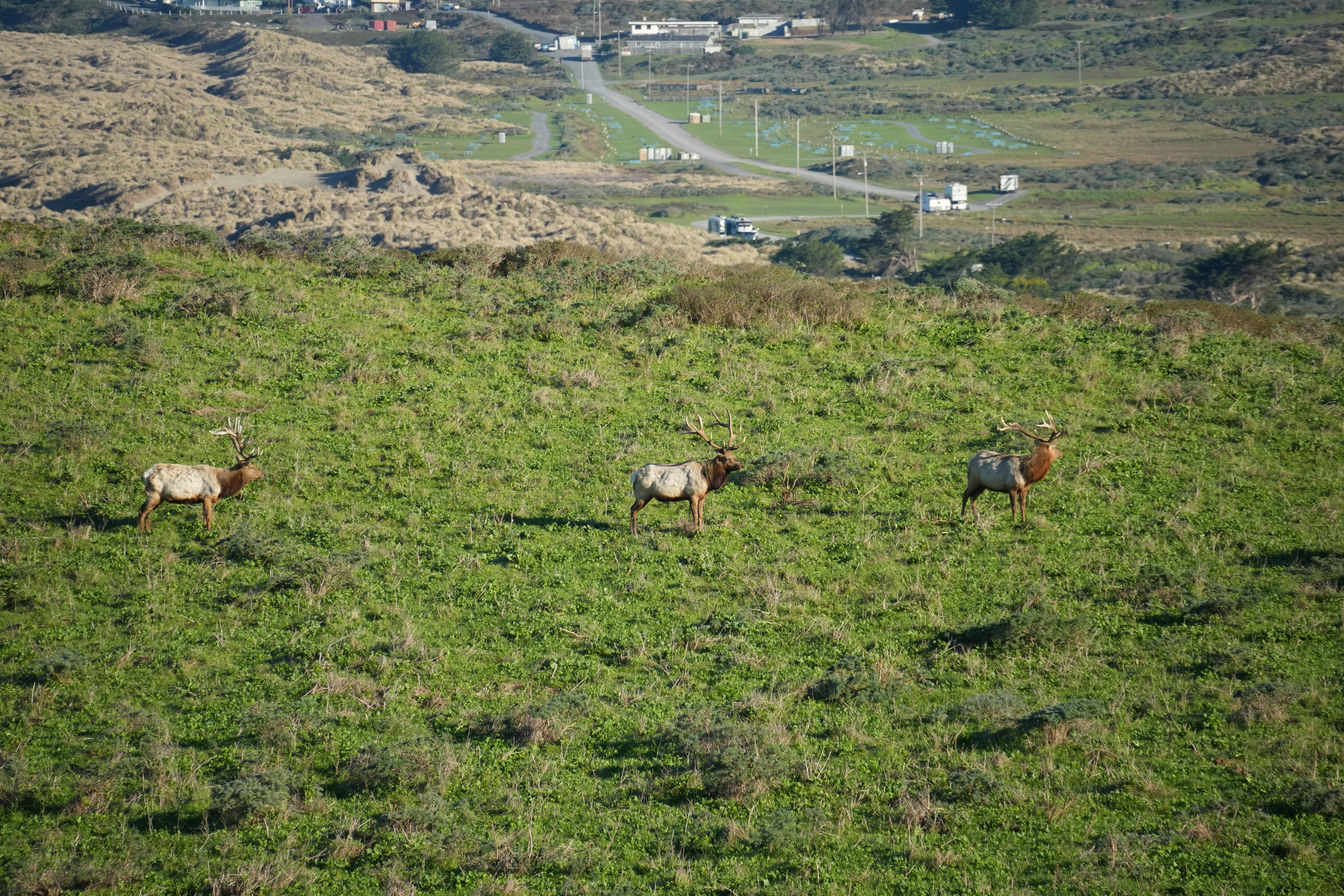 Point Reyes National Seashore - Tomales Point Trail