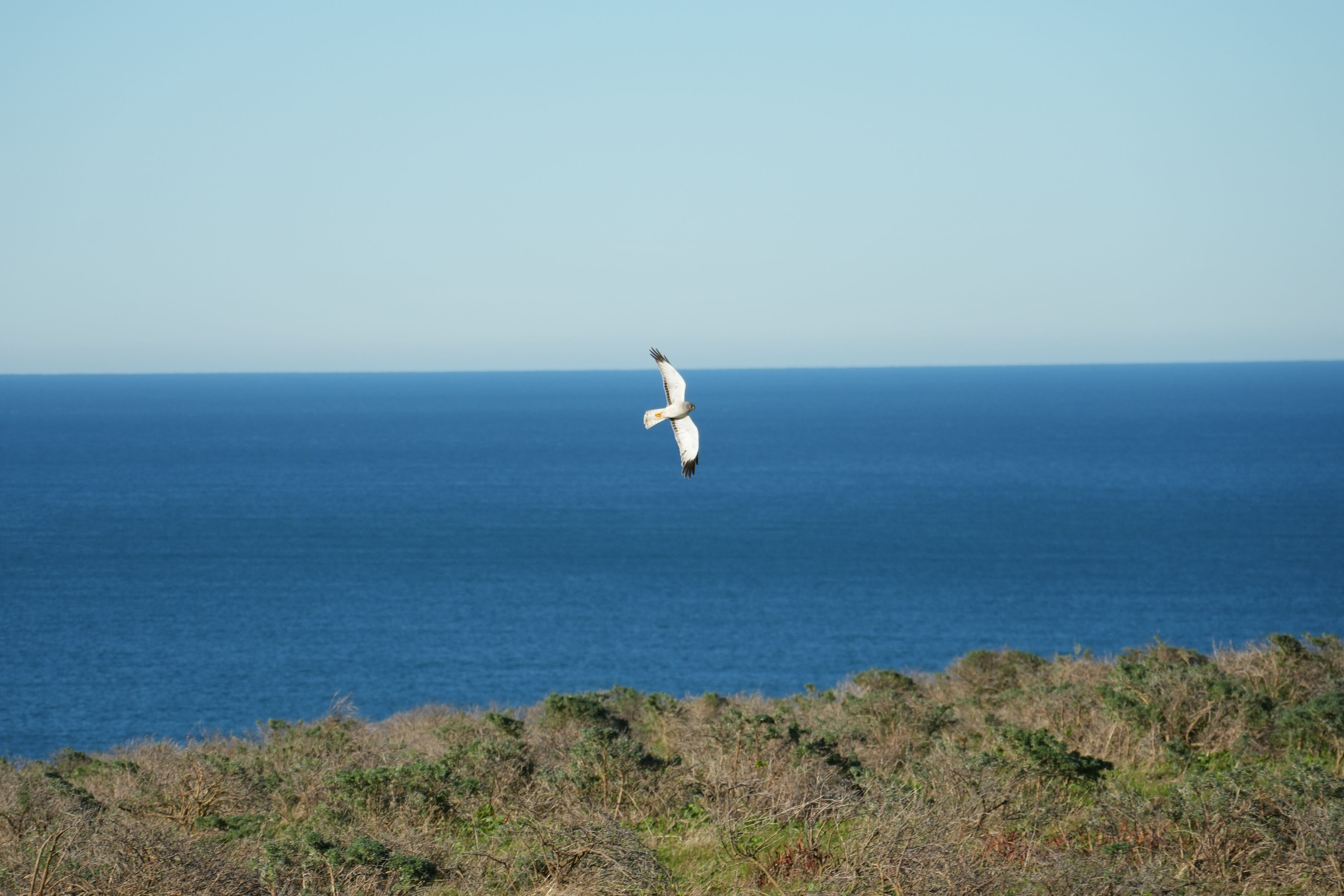 Point Reyes National Seashore - Tomales Point Trail