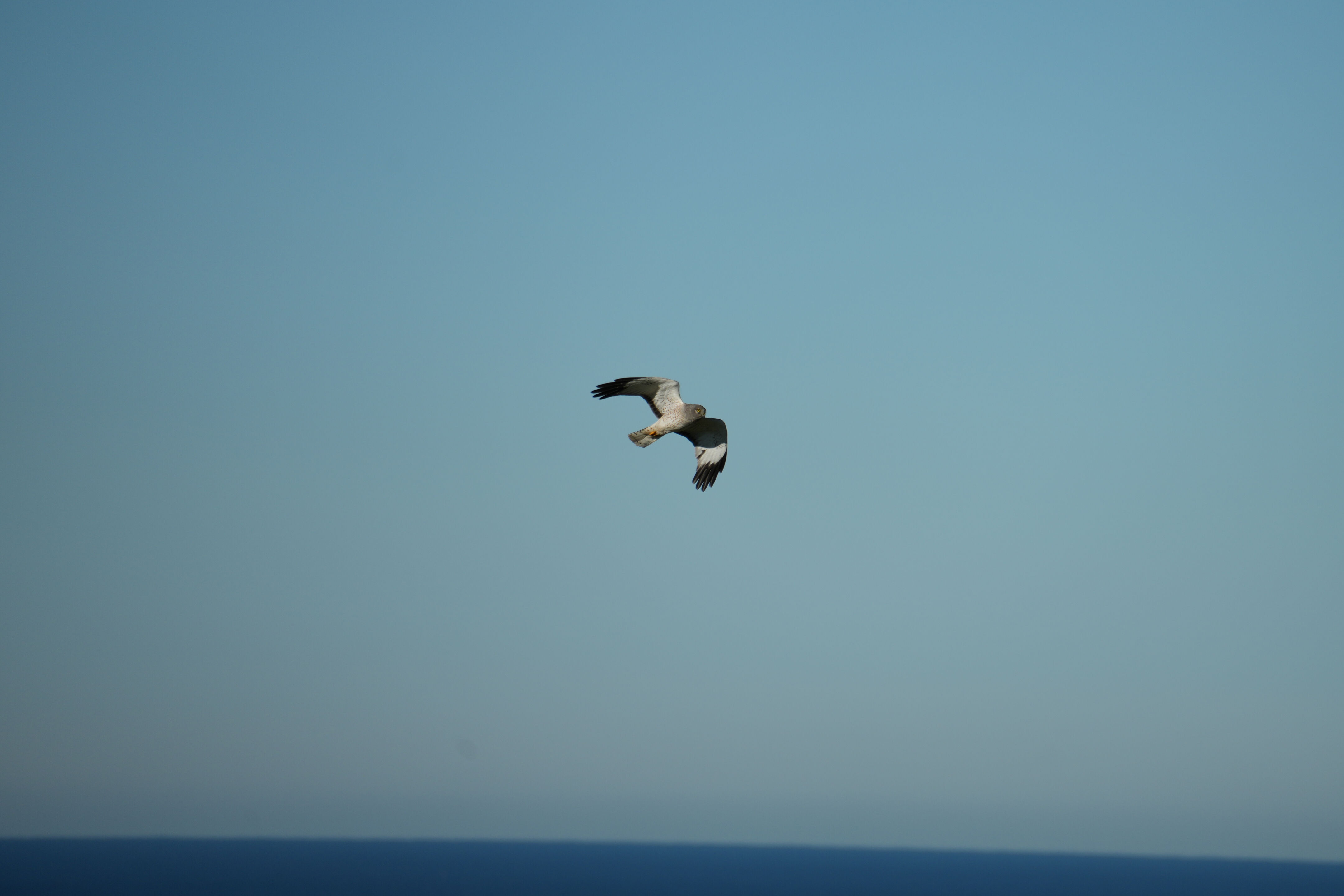 Point Reyes National Seashore - Tomales Point Trail