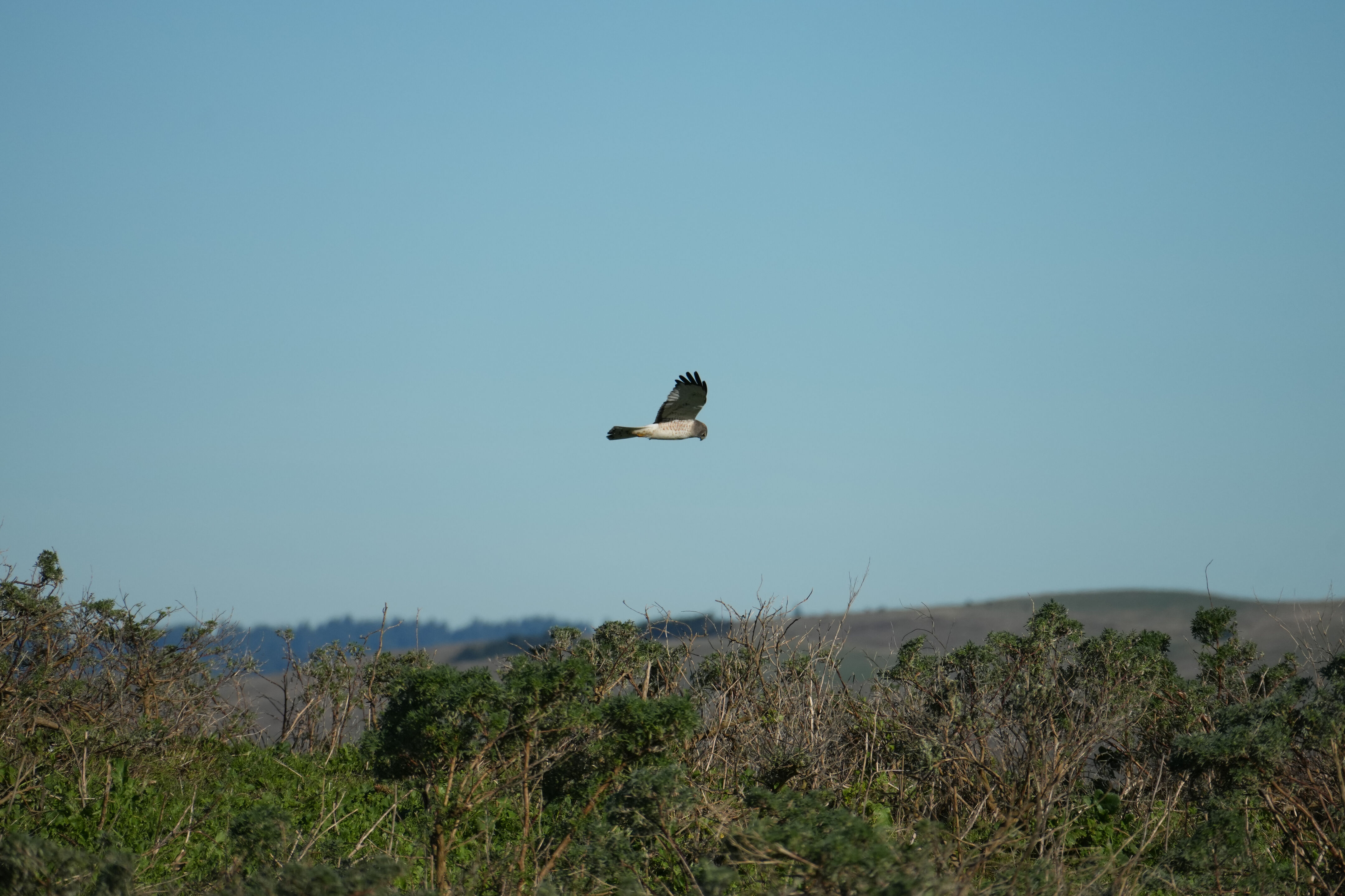 Point Reyes National Seashore - Tomales Point Trail
