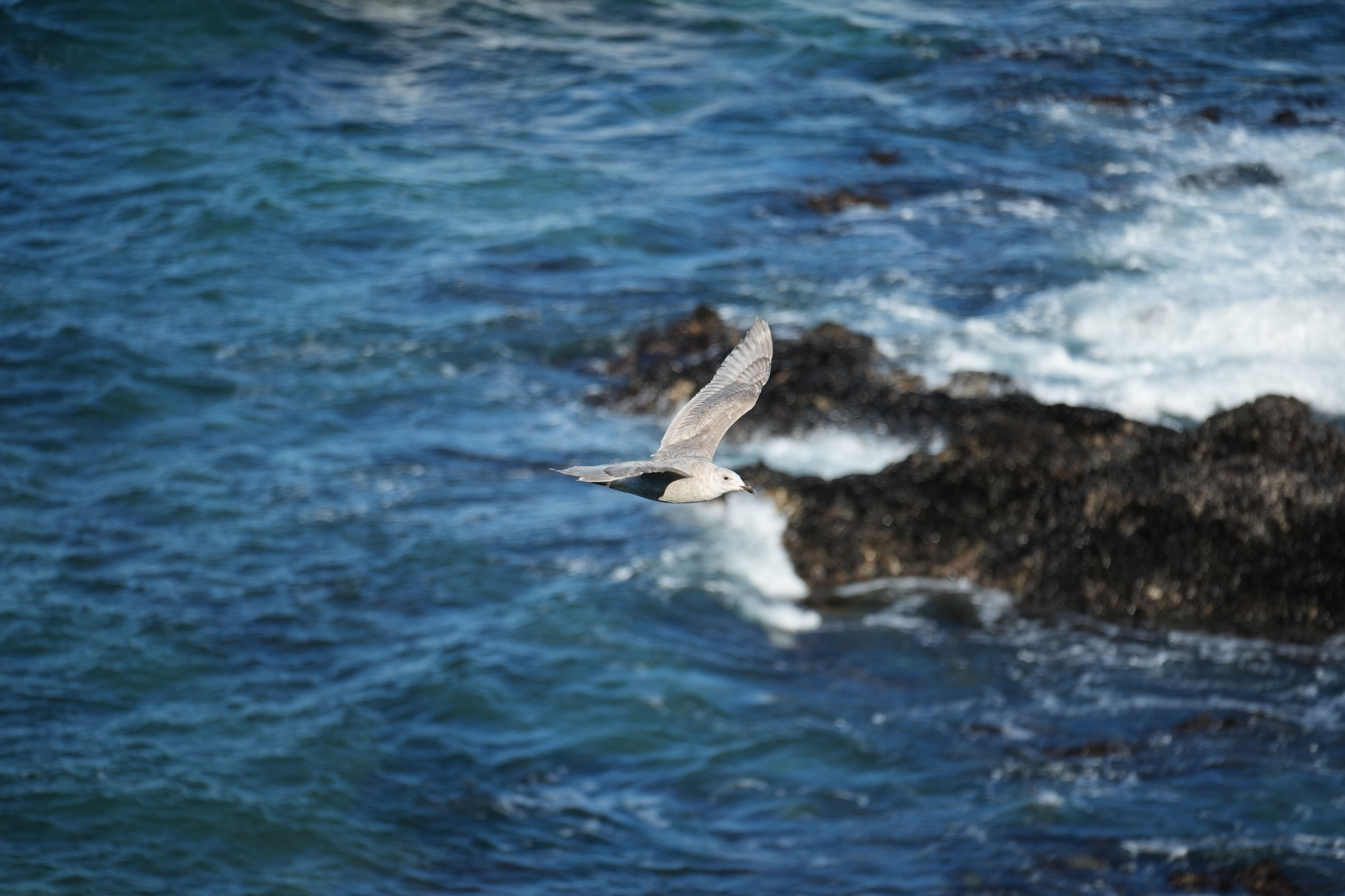 Point Reyes National Seashore - Tomales Point Trail