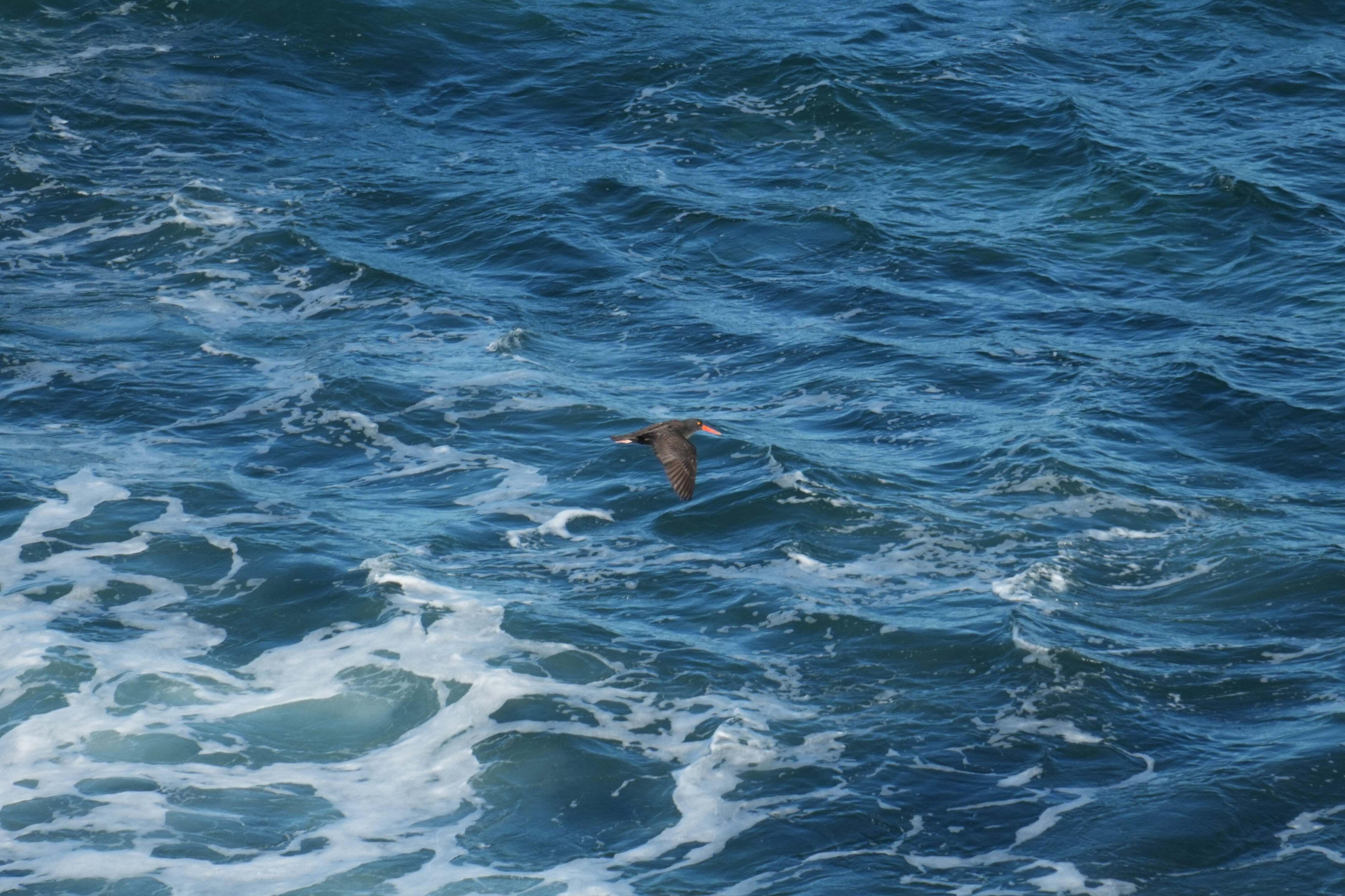 Point Reyes National Seashore - Tomales Point Trail