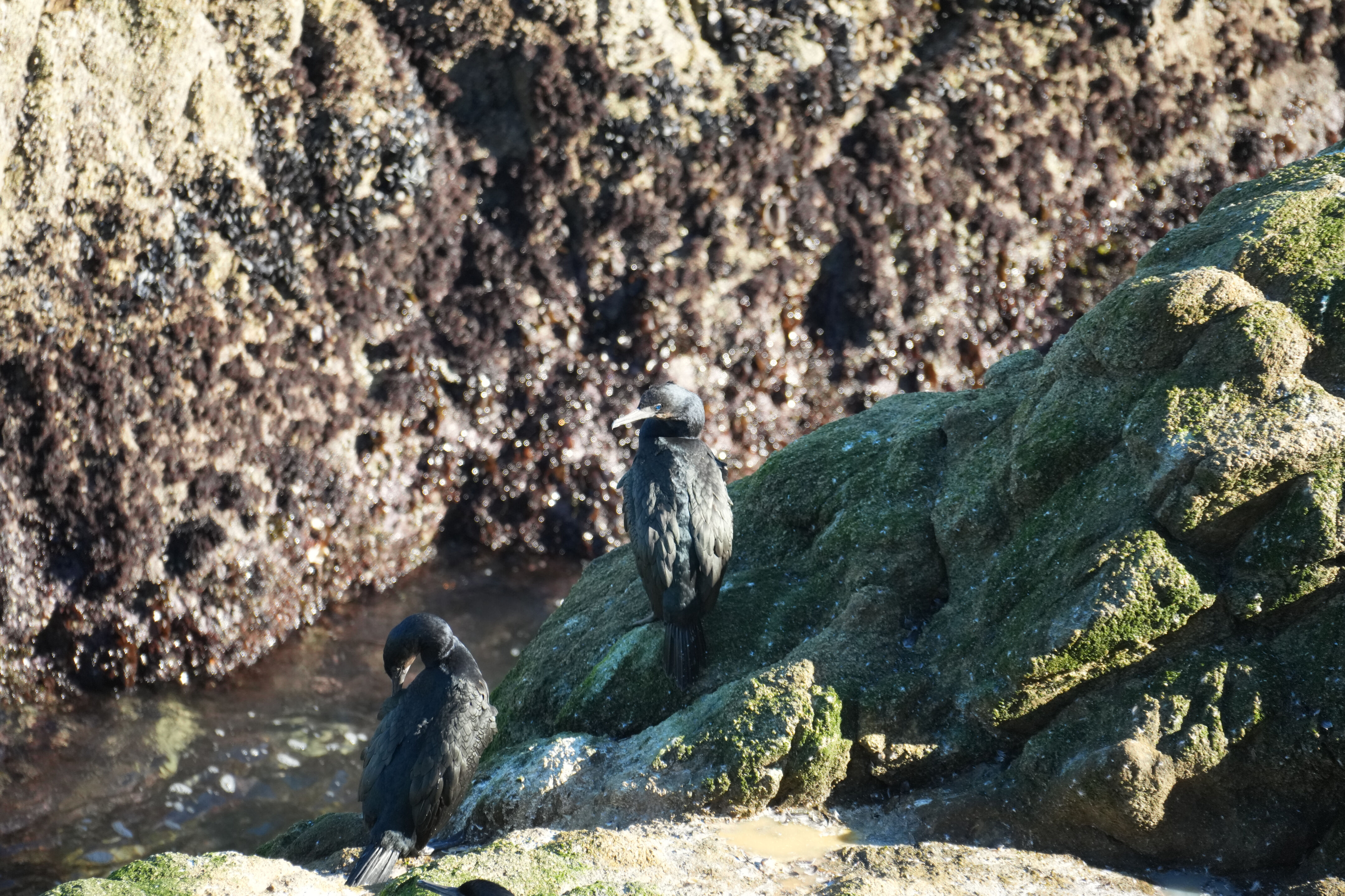 Point Reyes National Seashore - Tomales Point Trail