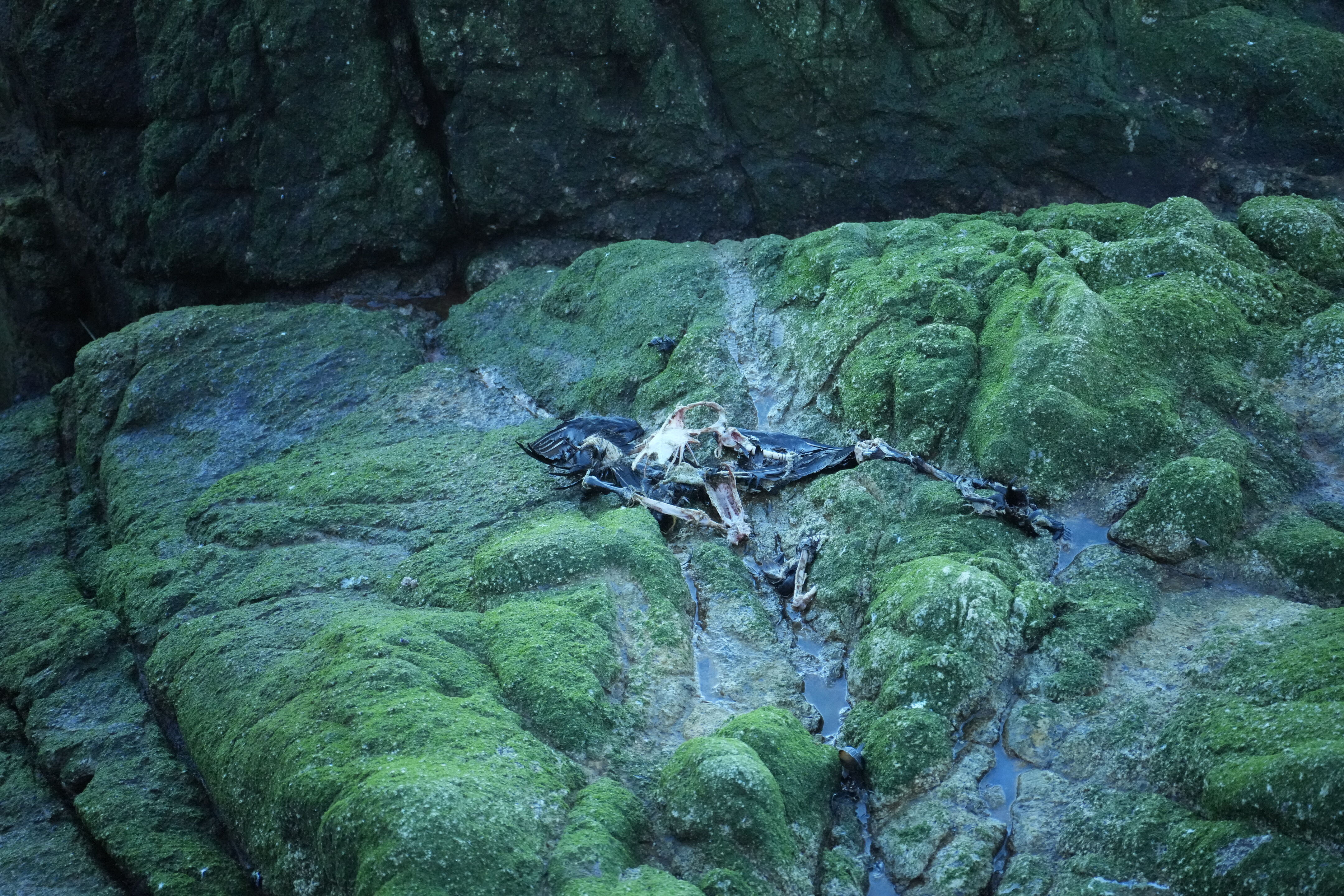 Point Reyes National Seashore - Tomales Point Trail