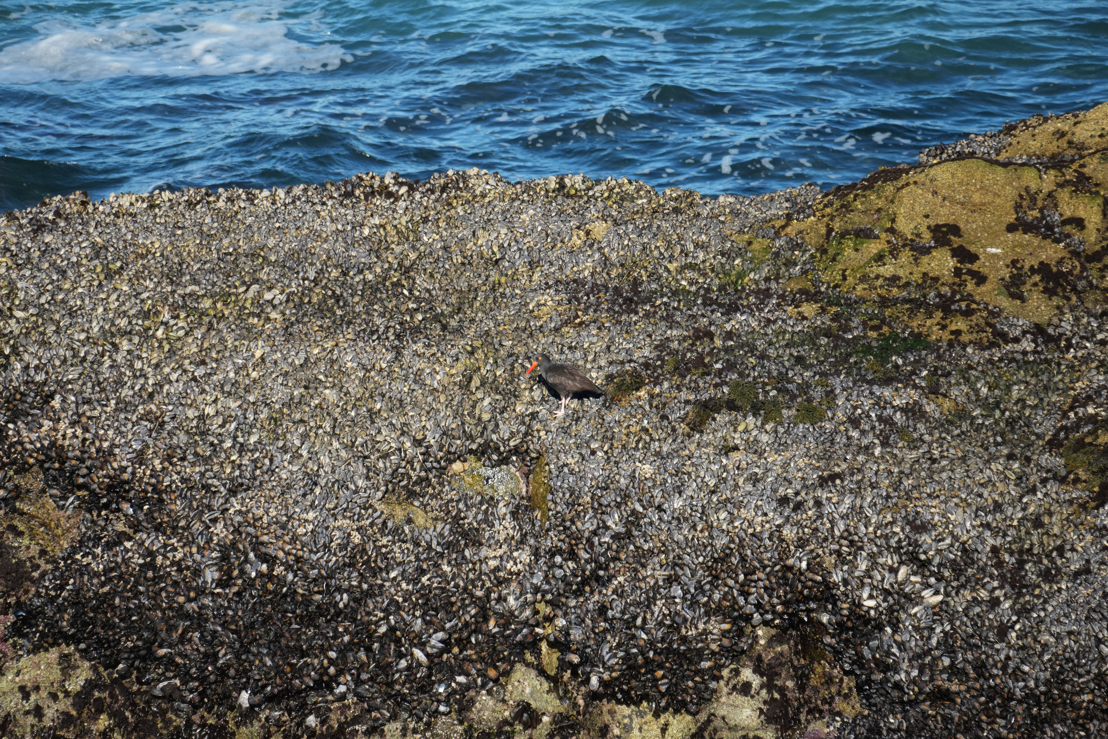Point Reyes National Seashore - Tomales Point Trail