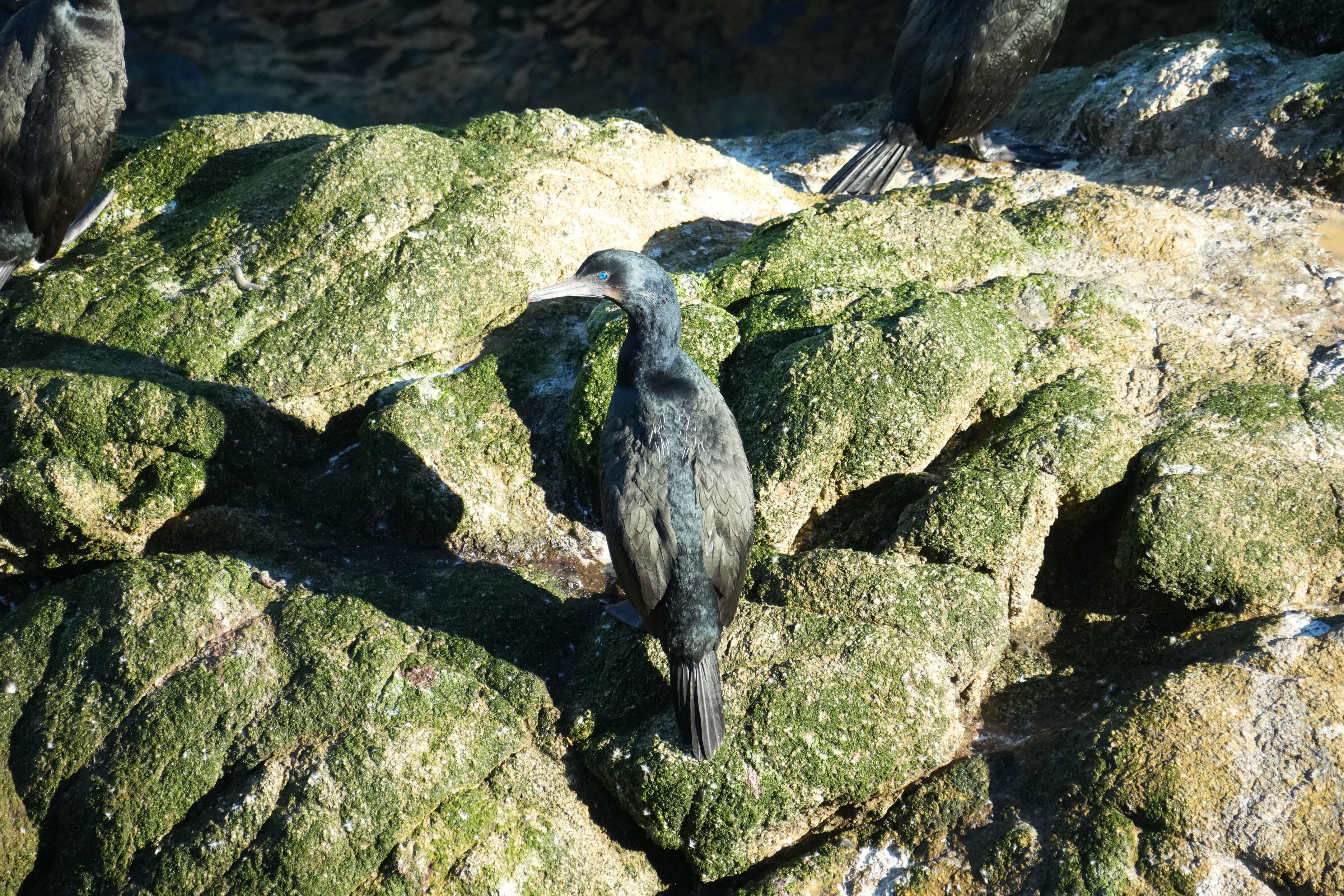 Point Reyes National Seashore - Tomales Point Trail