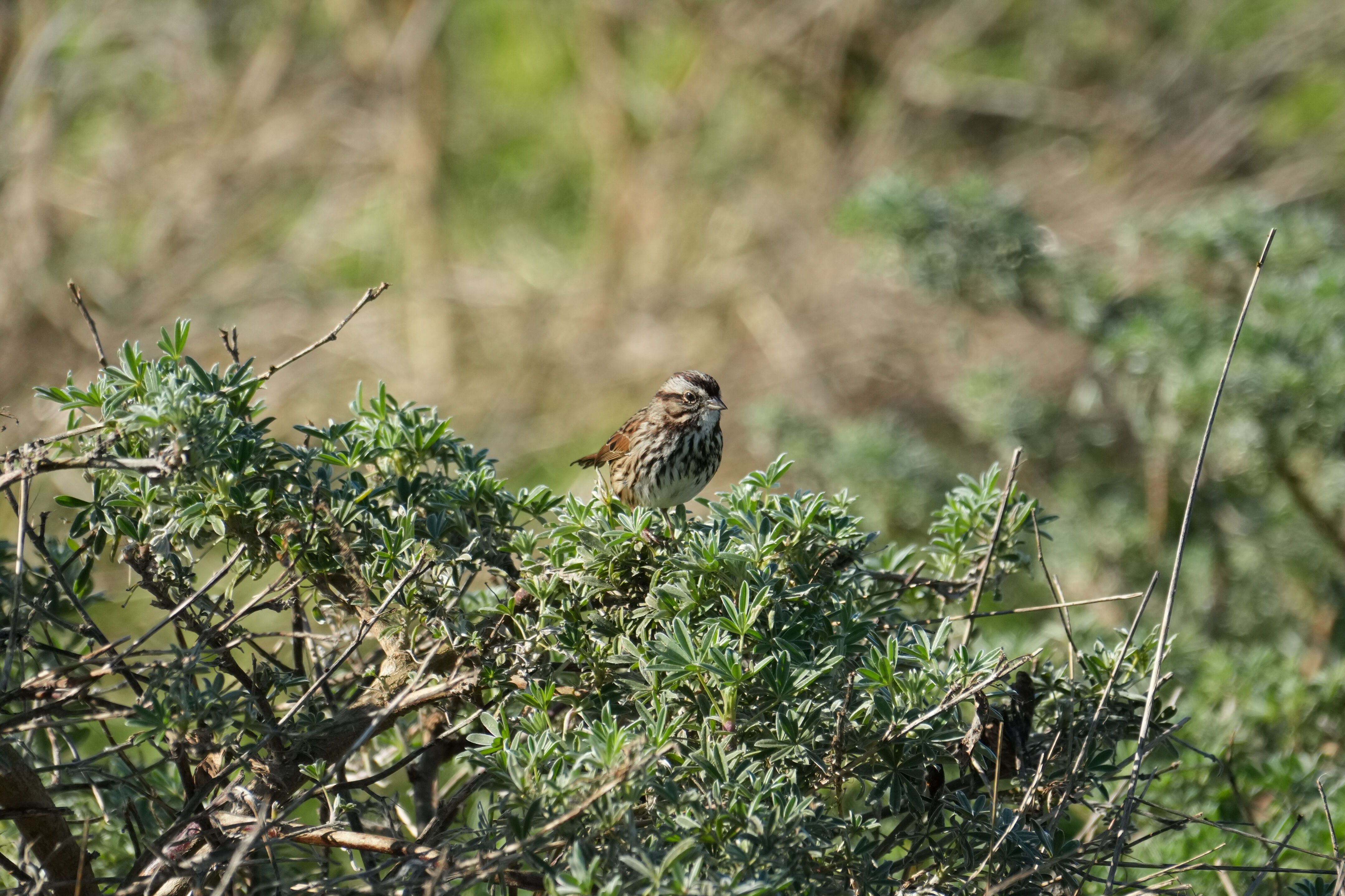 Point Reyes National Seashore - Tomales Point Trail